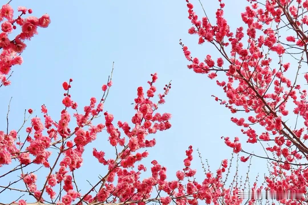 分享一张随手拍很好看的照片一番春信到梅梢，清香缕缕自缭绕。春机dou来赢