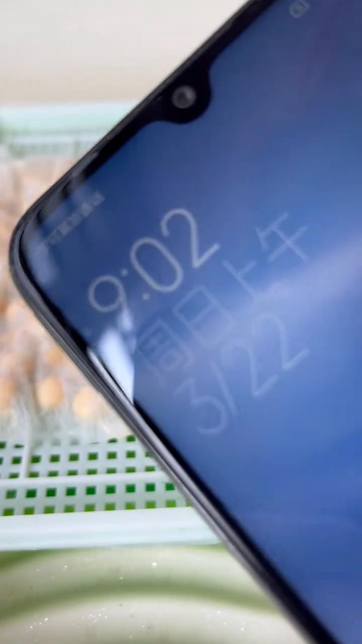 半个月时间挑战水培豌豆苗的第五天。
先播报温湿度情况，温度十六点五摄氏度，湿度百