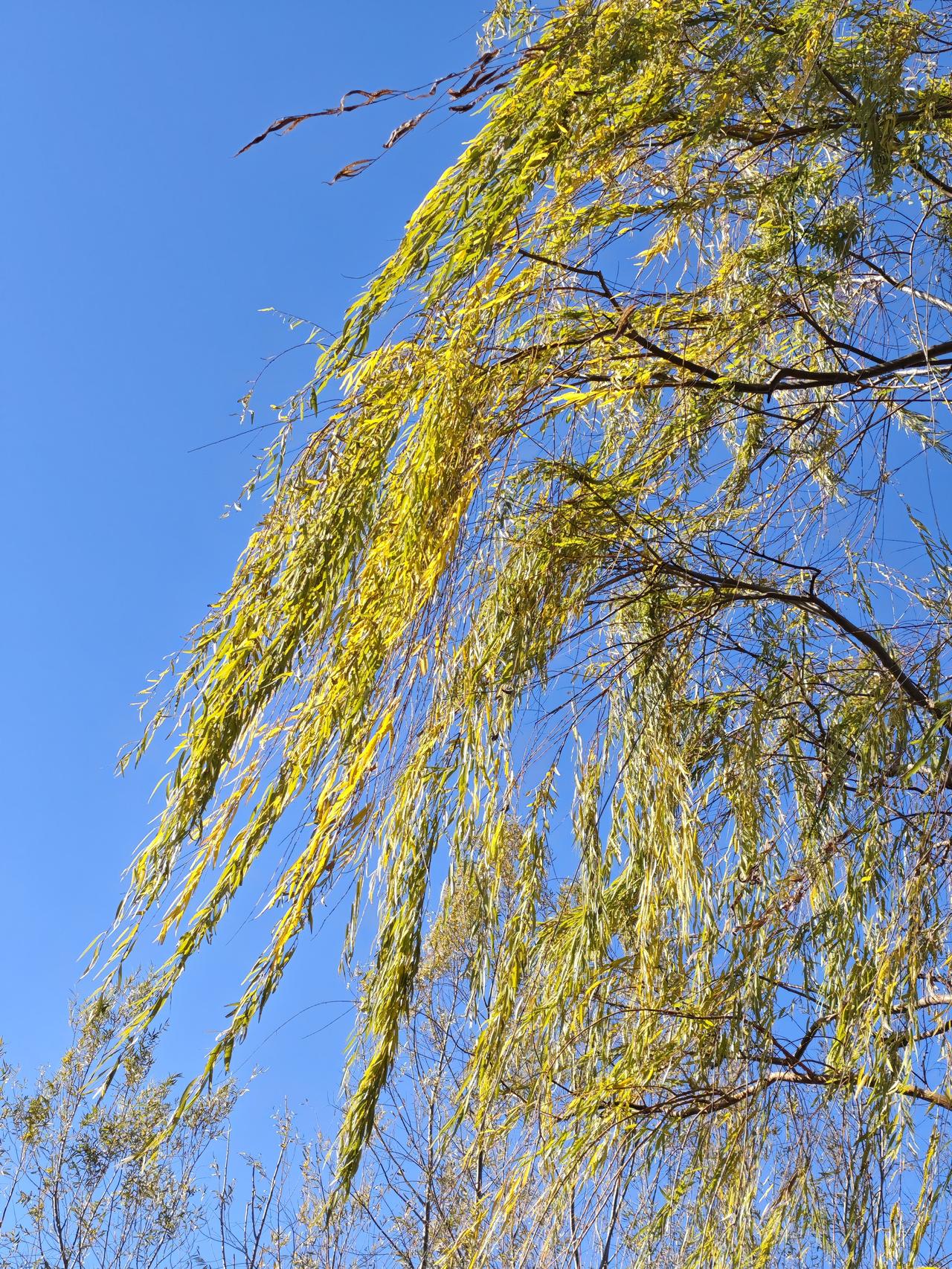 初冬垂柳，随风飘扬。