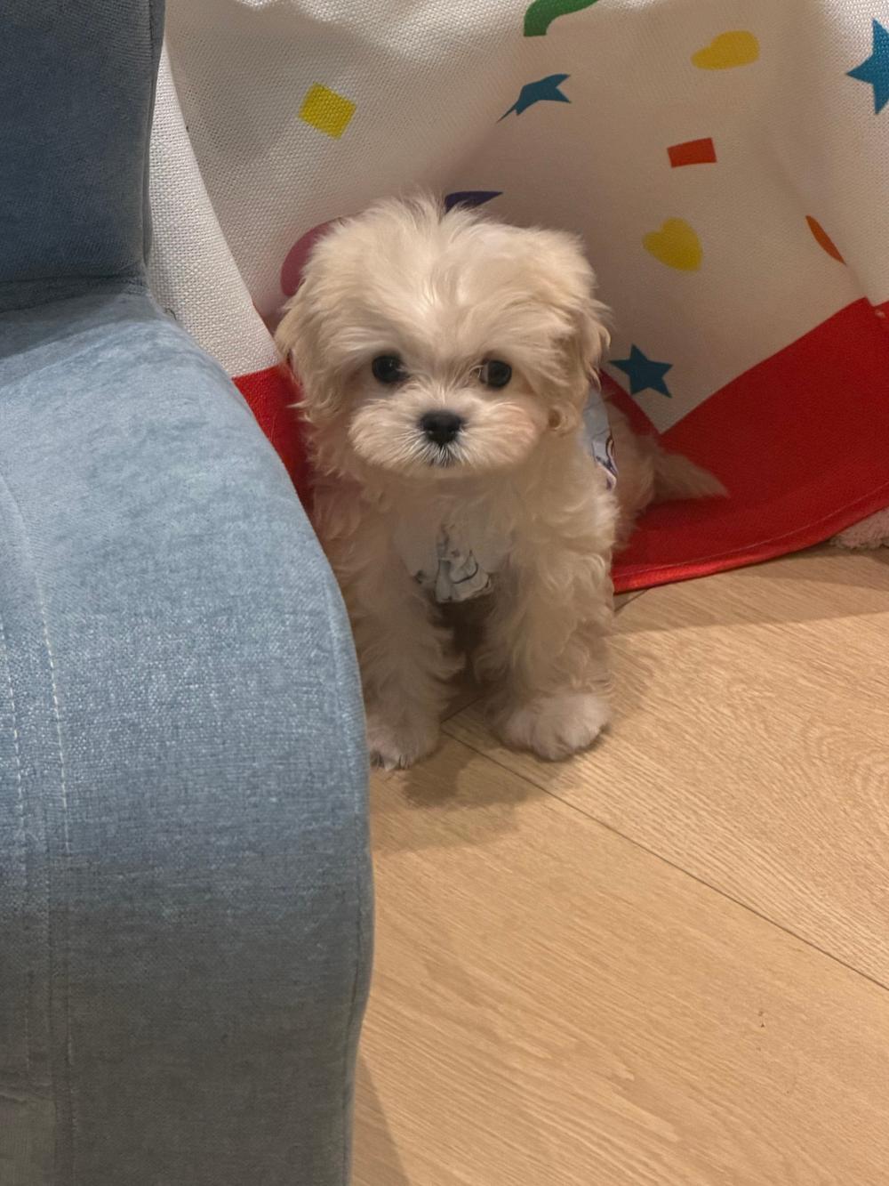 🐱🐶🐶 