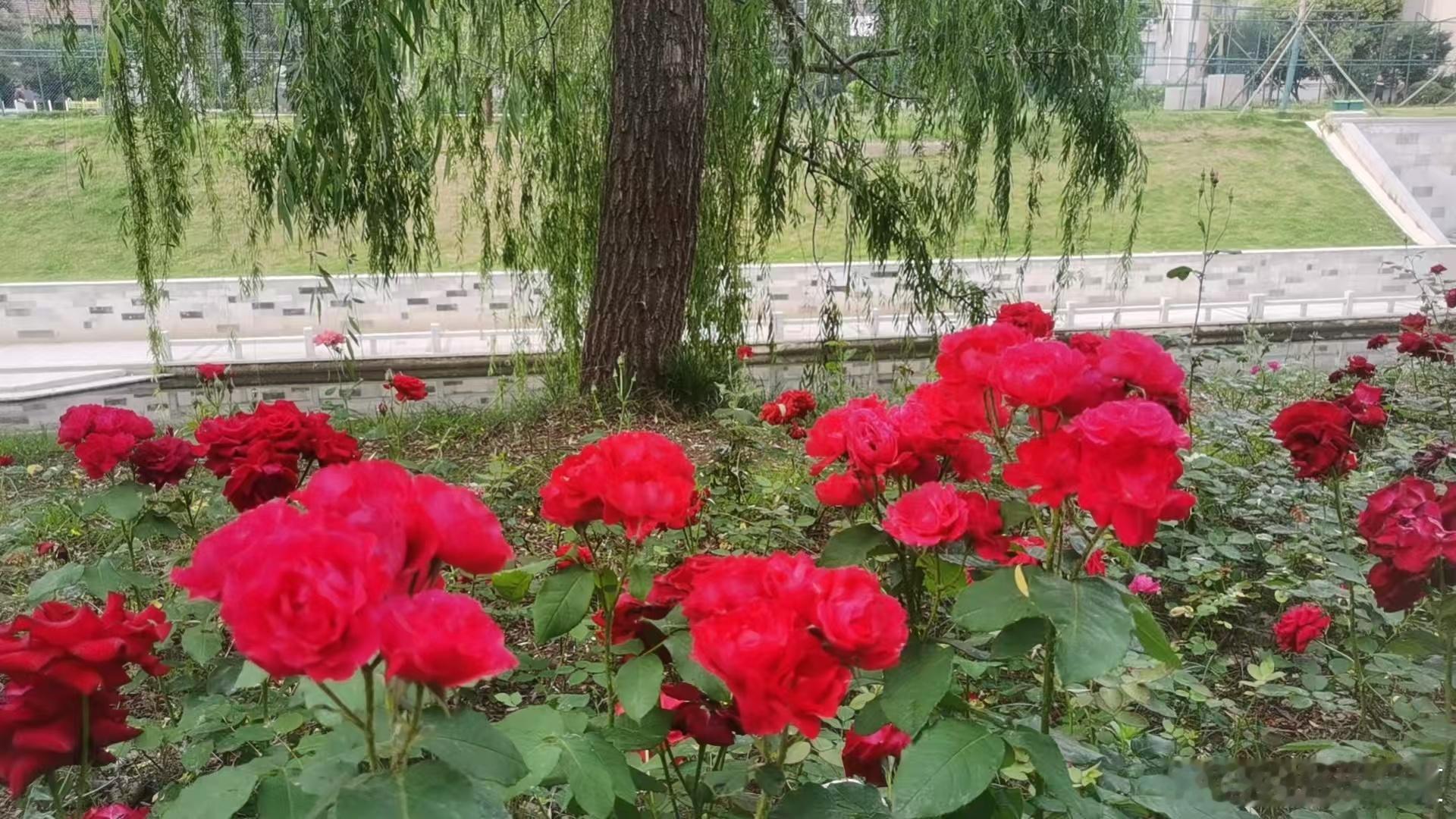 初夏的风柔软治愈，吹散焦虑与浮躁～寻美河南