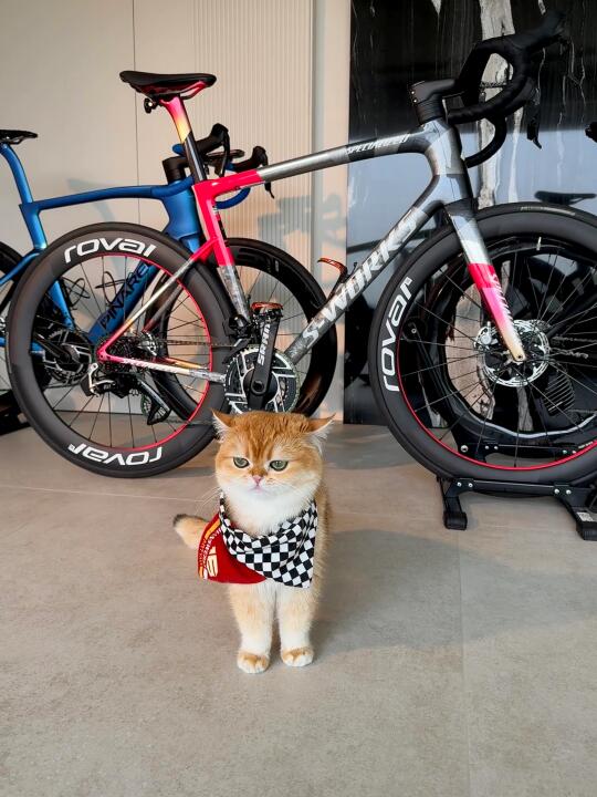 1岁小猫勇闯骑行圈