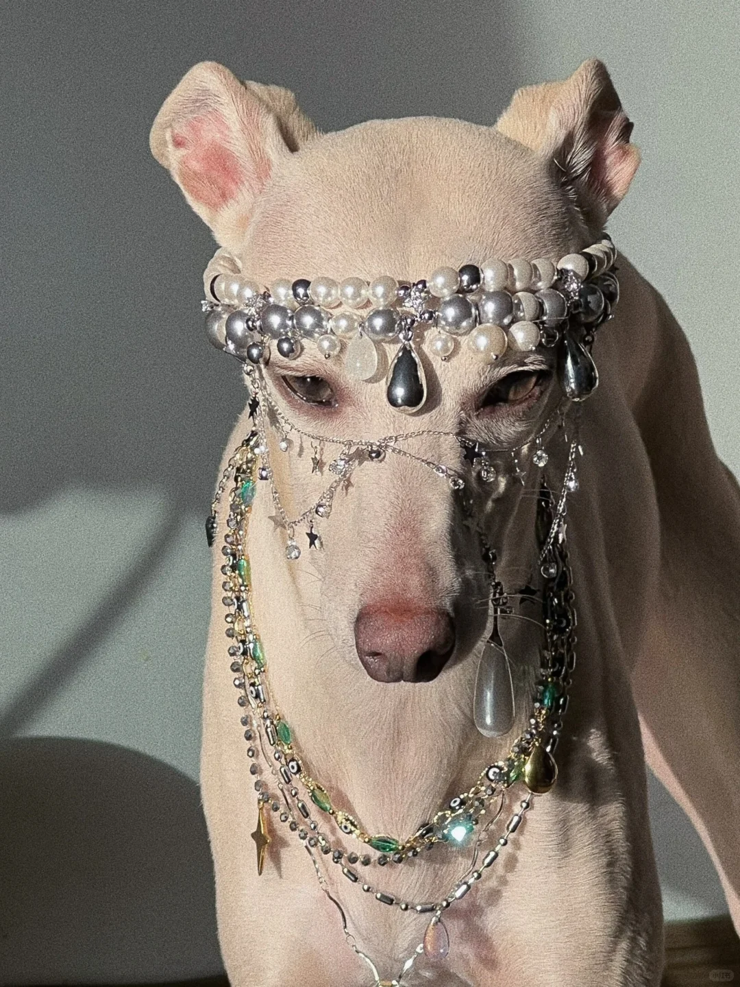 美神降临✨