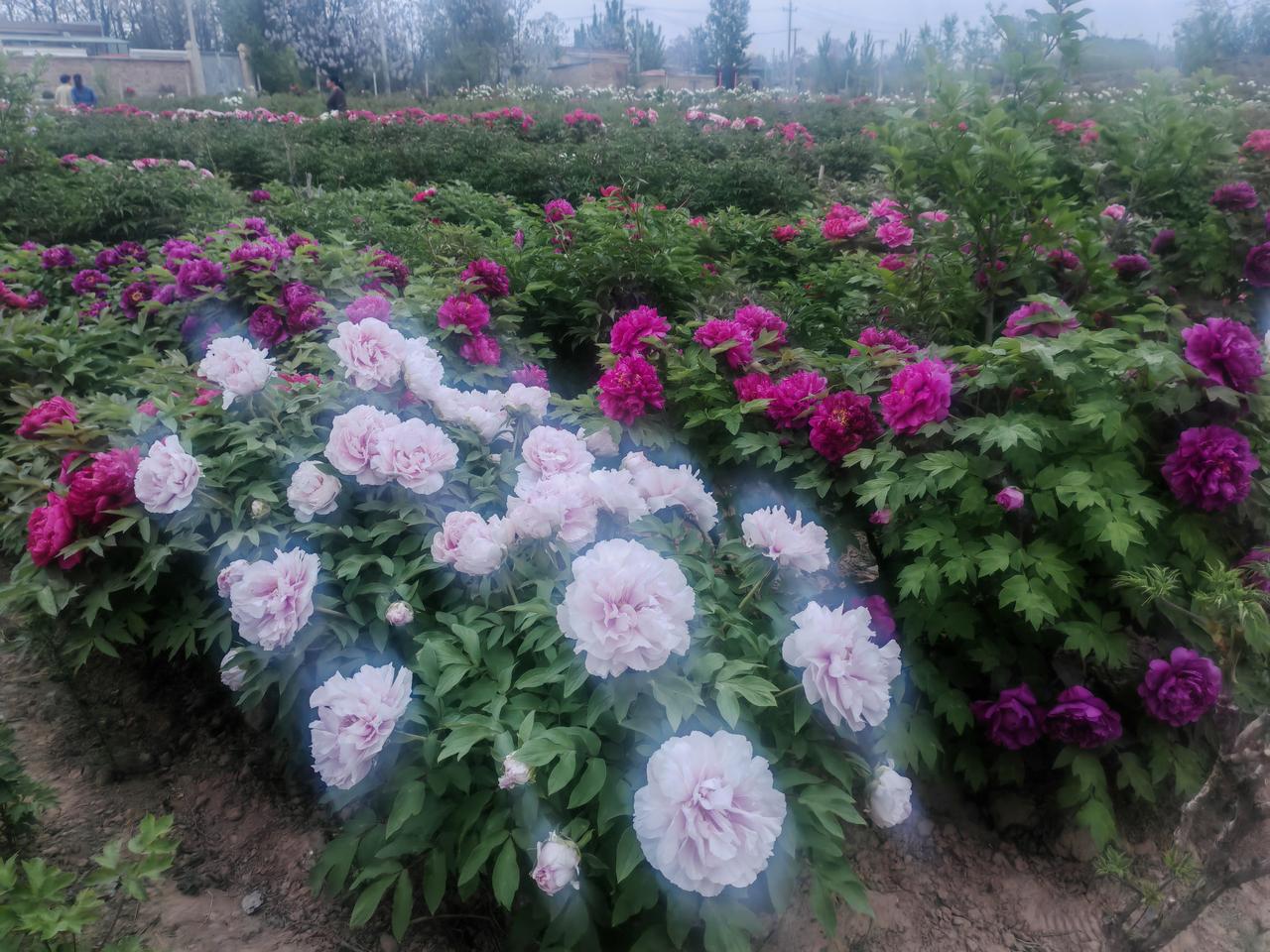谷雨时节，牡丹园迎来盛放期。粉白、玫红、深紫的牡丹在田垄间肆意绽放，粉白似雪凝香