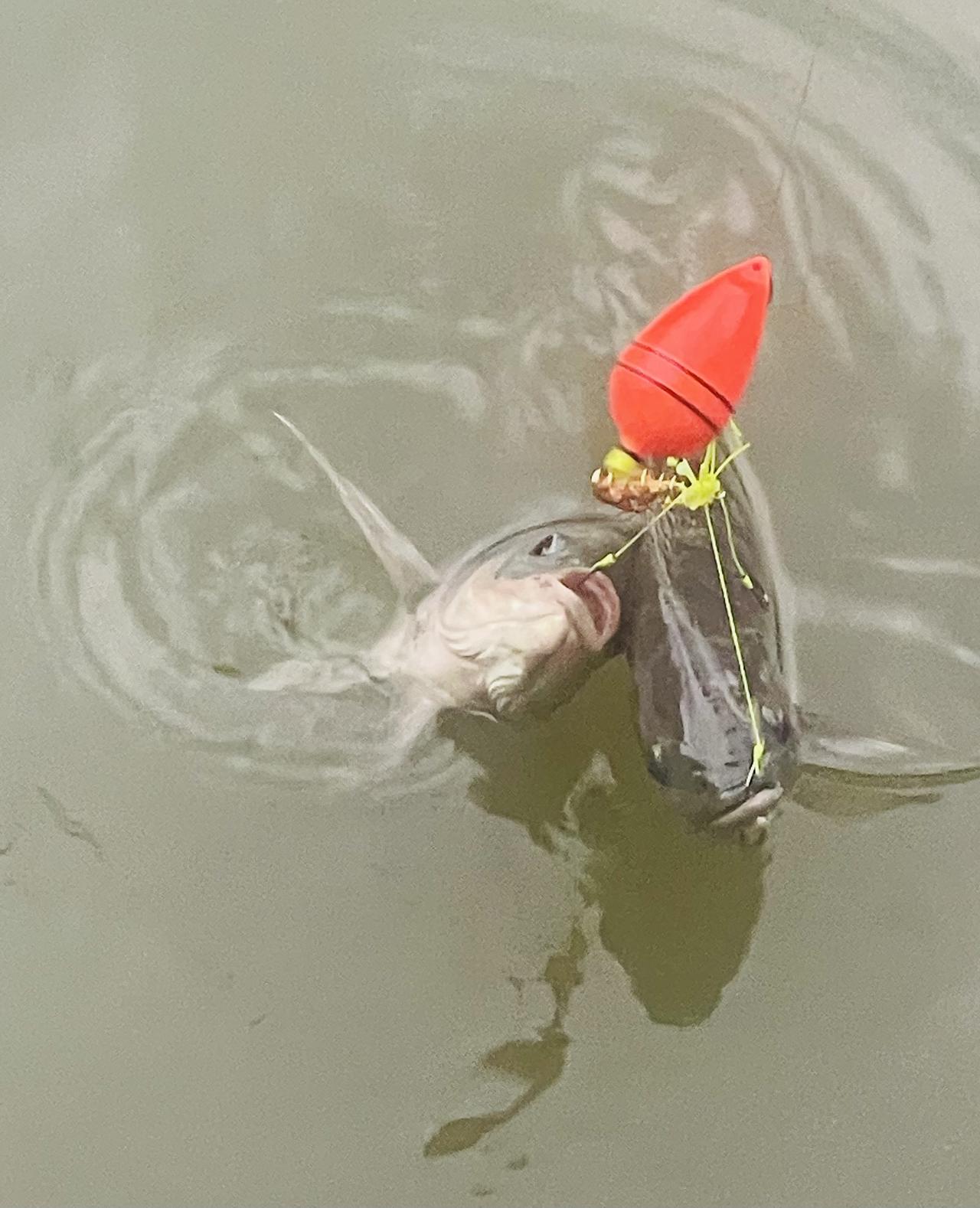 鱼🎣趣；日子可温可暖，拥有什么就享受什么！