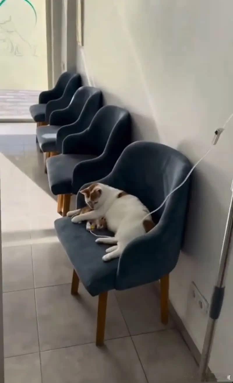 这也太治愈了吧，希望小猫尽快好起来萌宠宠物