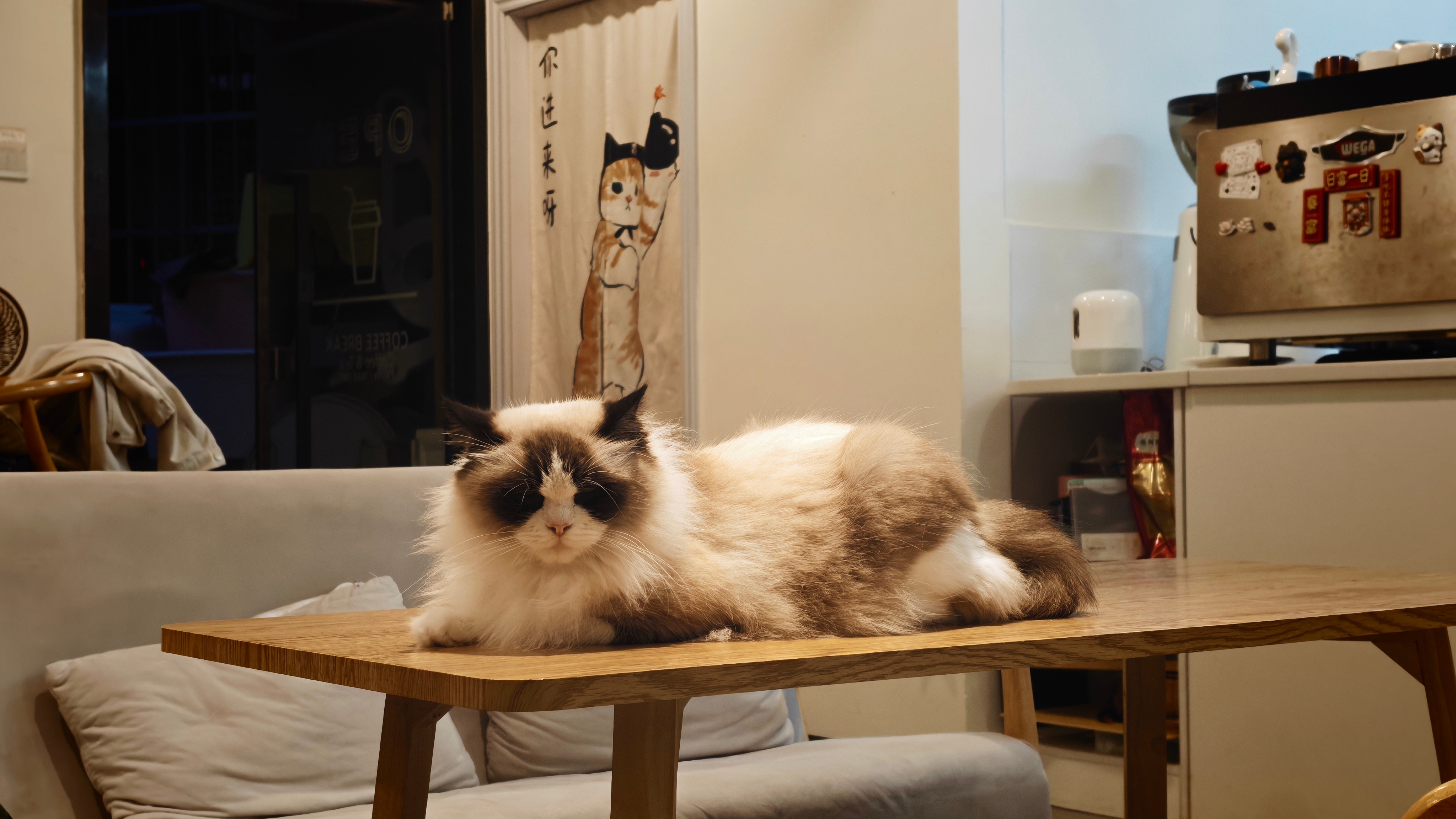 学习猫猫，我将这样横七竖八地度过九个月的夏天 