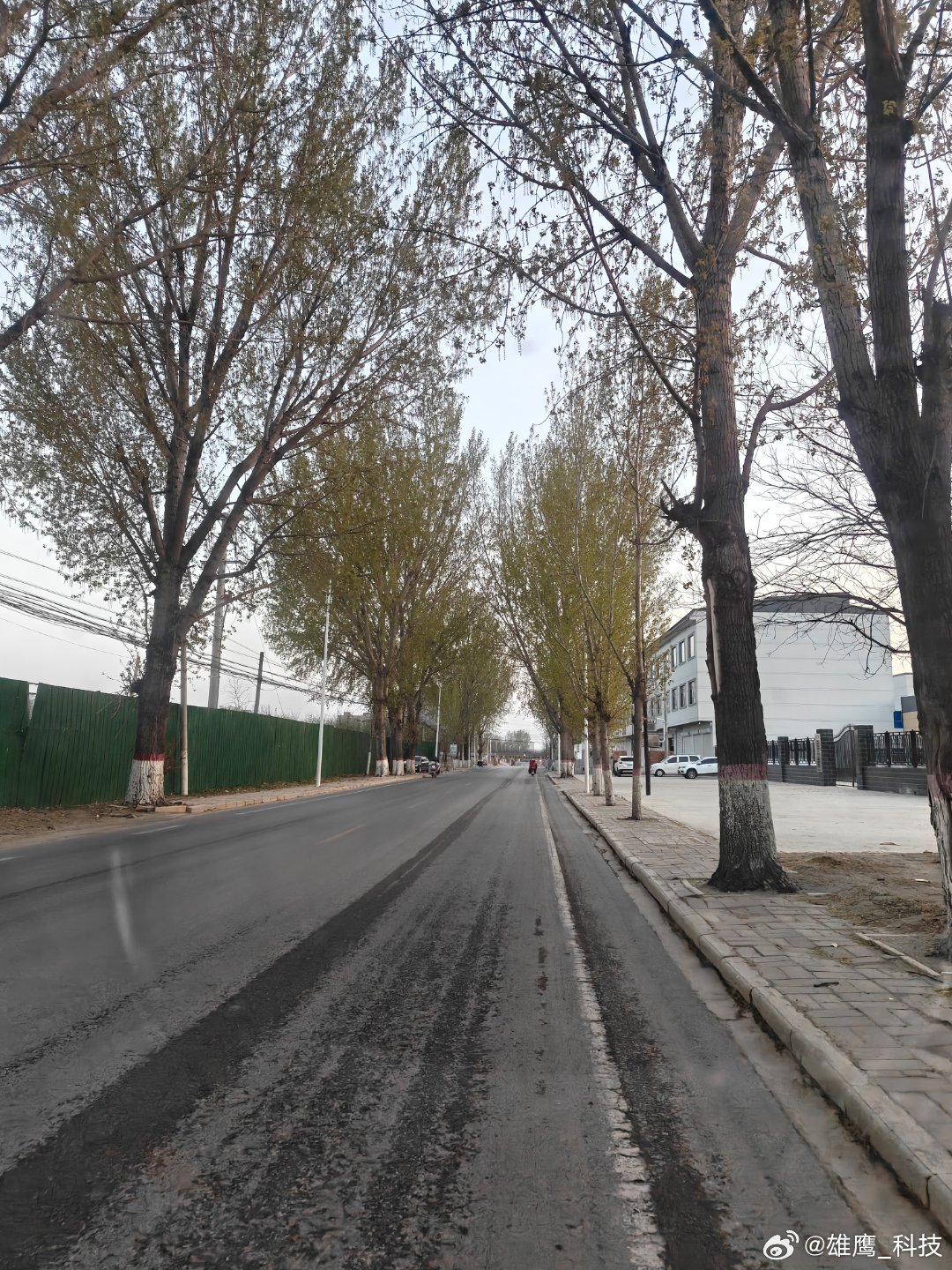 vivo 突然发现街道旁的杨树也长出了新叶，枝桠间垂着串串杨花，像挂了细碎的风铃