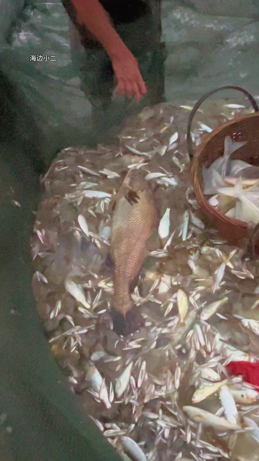 凌晨出海收获真的绝了！一网下去全是罕见的值钱货，虽然累了一晚上，但看着这些宝贝，