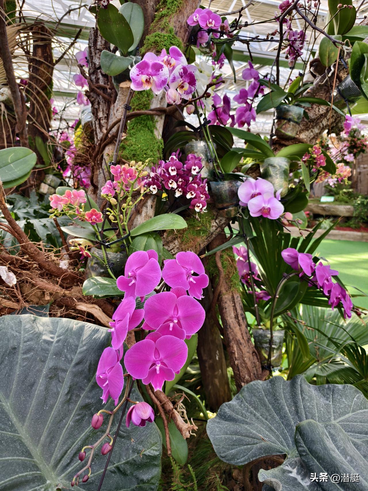 分享你手机中的花花草草看兰花展随手拍