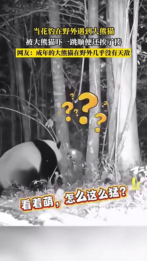 当花豹在野外遇到大熊猫，被大熊猫吓一跳顺便还挨了揍。
网友：成年的大熊猫在野外几