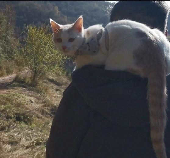 这只猫咪与主人形影不离
​
记者王志俭（穿石）文图

​今天我在云顶山采风时，无