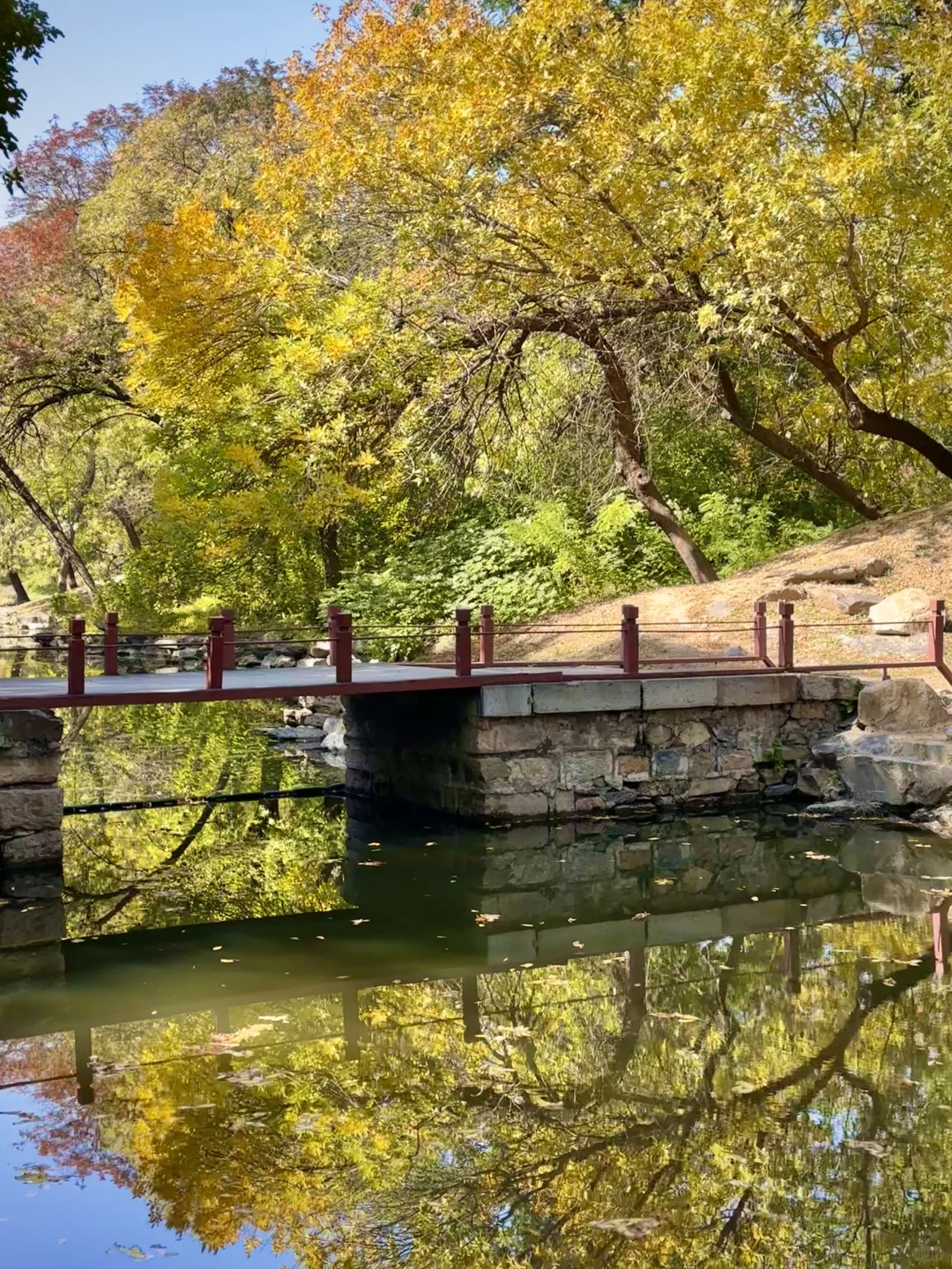 秋日浓度播报🍂 10.11圆明园实况🍁人少景美