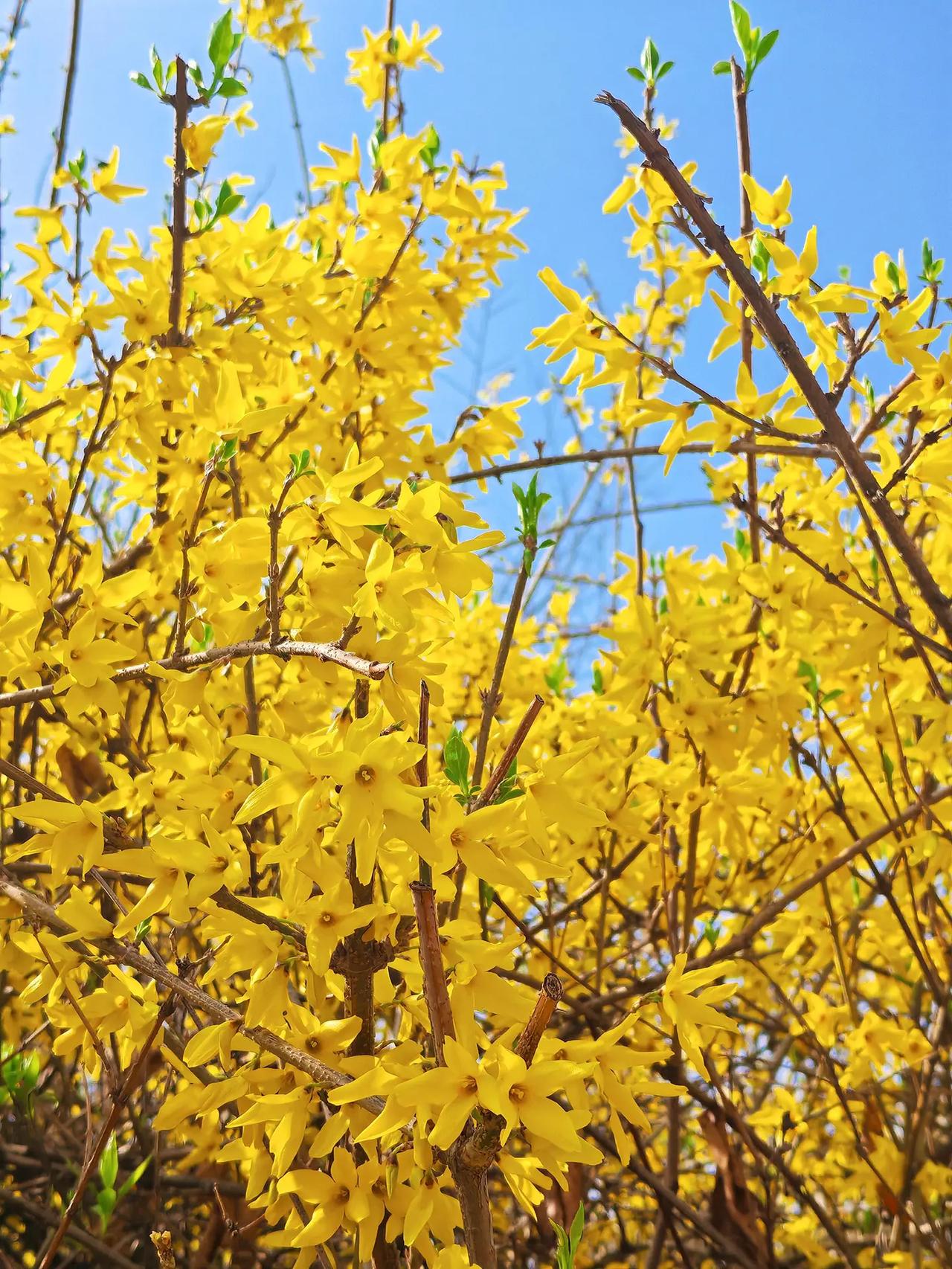 亲爱的姐姐我想你了 好看的花一定要分享给你 金玉满堂 随处可见的春 镜头里的春日