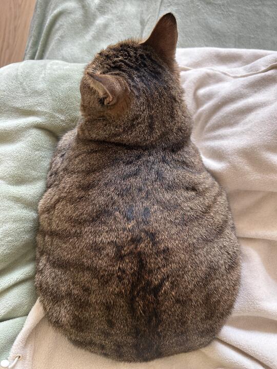 没…没脖子