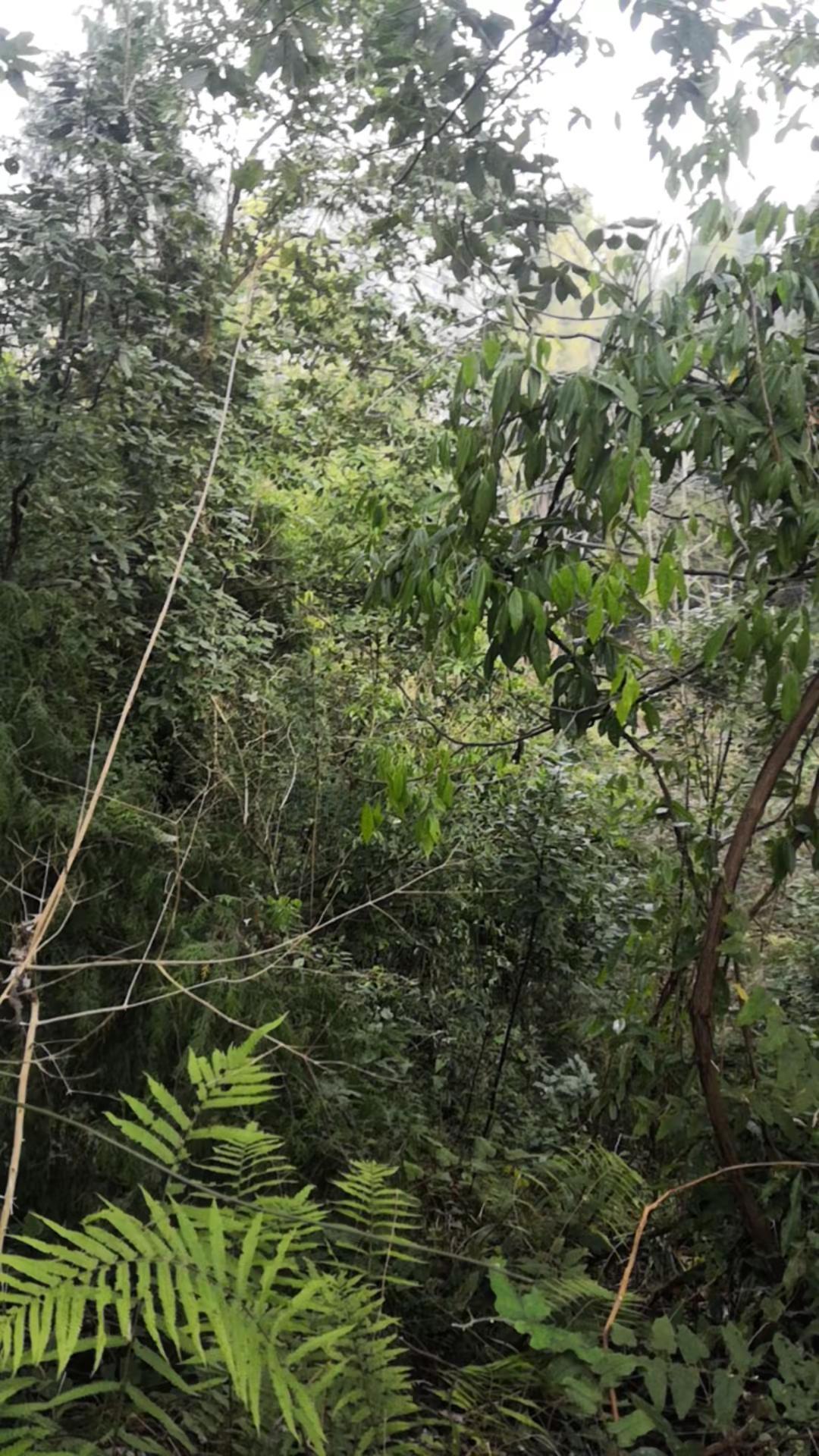 户外寻蜂 这才是真正的爬山 你的家乡有这种植物吗 爬山我是认真的