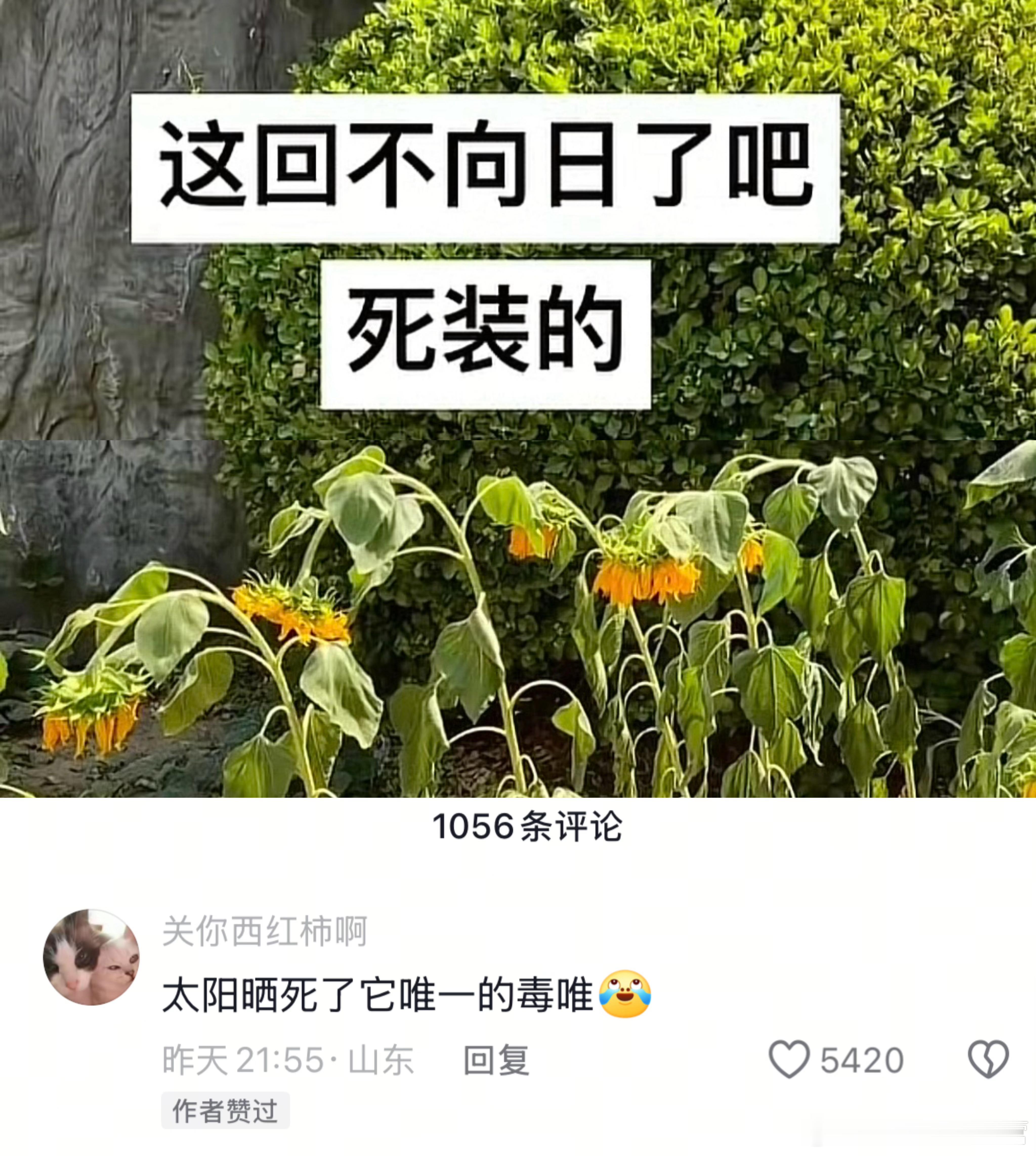 我一直在笑 ​​​
