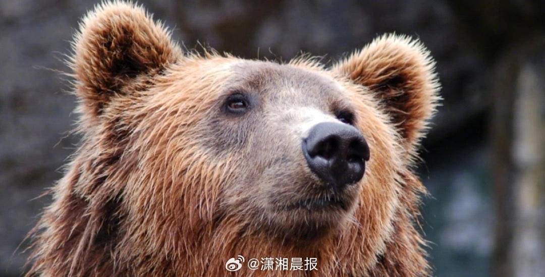 【，】日本长野县近日出现一只100公斤的熊，入侵多家果园，短短一周内，就吃掉了约