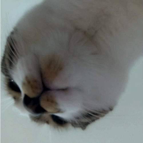 签到签到签到签到准备跑路回东北了           