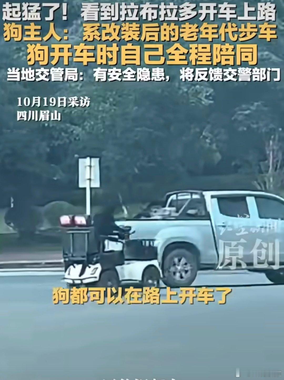 网友拍到一拉布拉多开电动车上路在正常道路狗开电动车上路，这事正常吗？[融化] ​