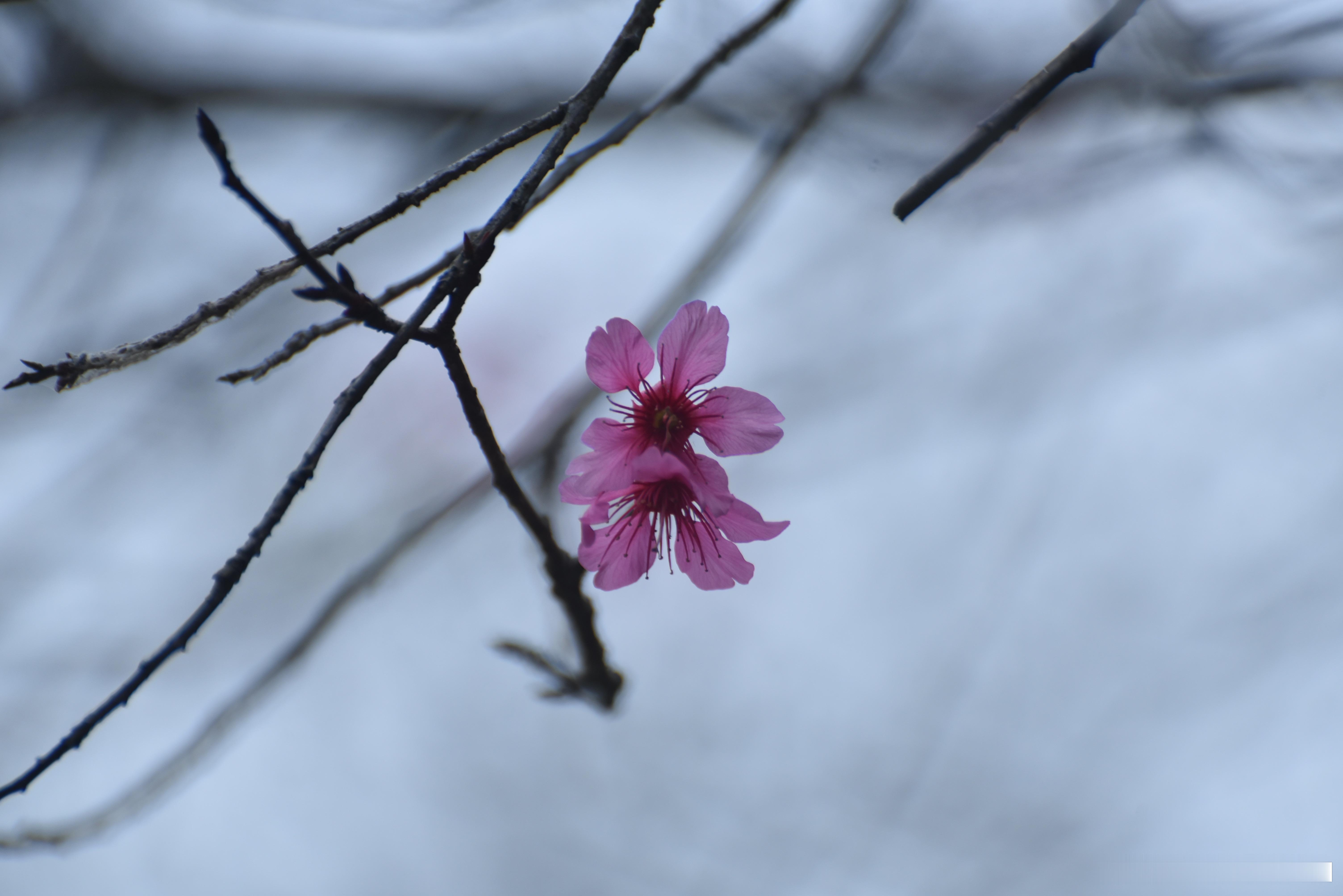 摄影[超话]  水墨画般的钟花樱桃花 