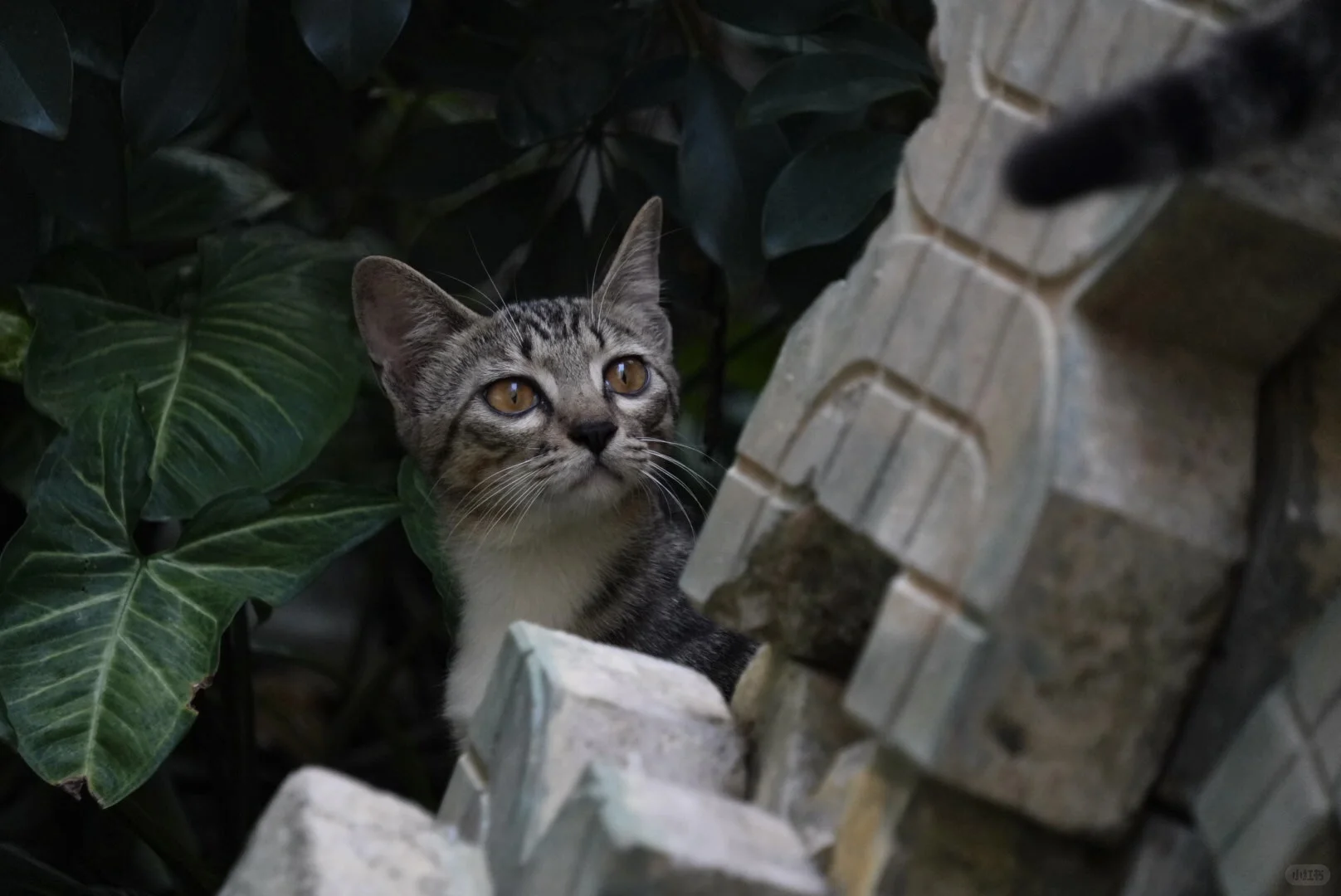 第一次遇到长得这么古灵精怪的猫猫