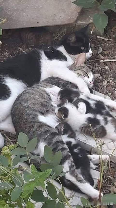 温馨一家人，猫爸好爱猫妈呀！