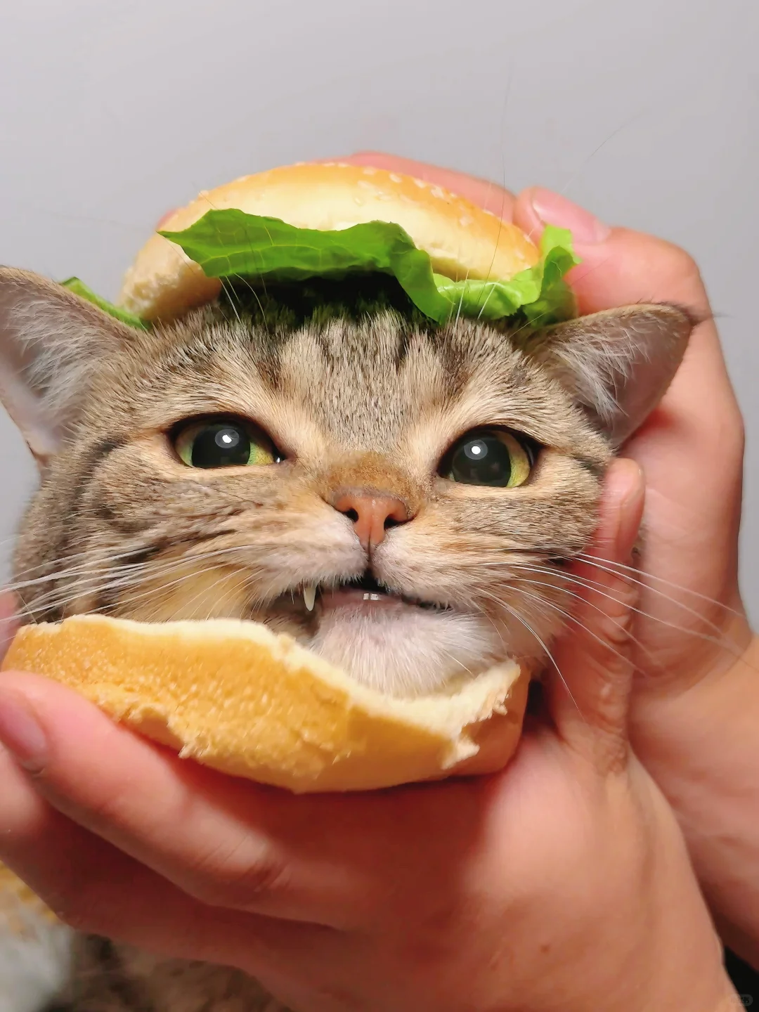 这可爱味的猫咪汉堡多炫几个吧！！