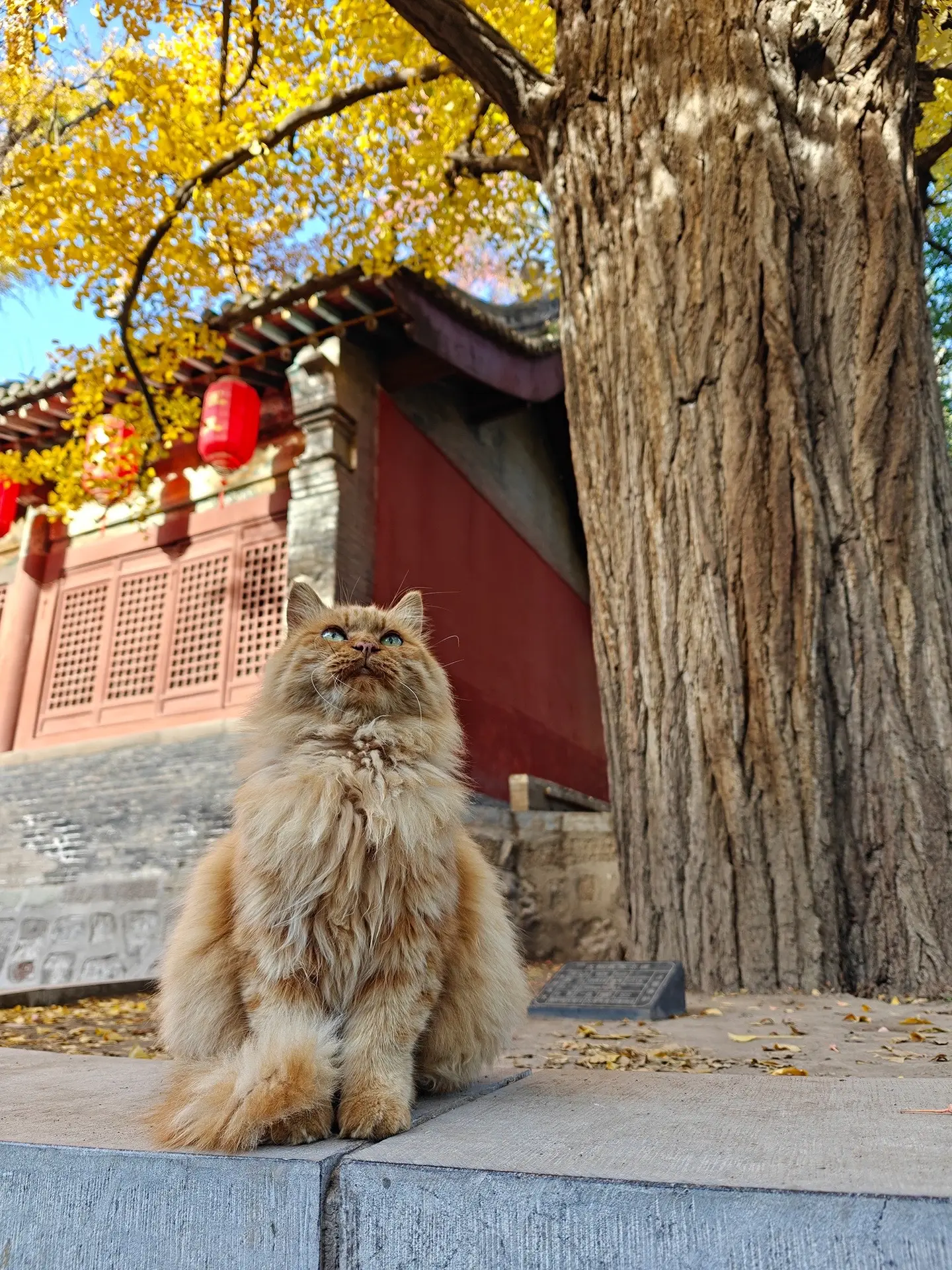 近期拍的古建虎先锋，霸气又可爱呀。虽然都是用一加 13 手机拍的，但很...