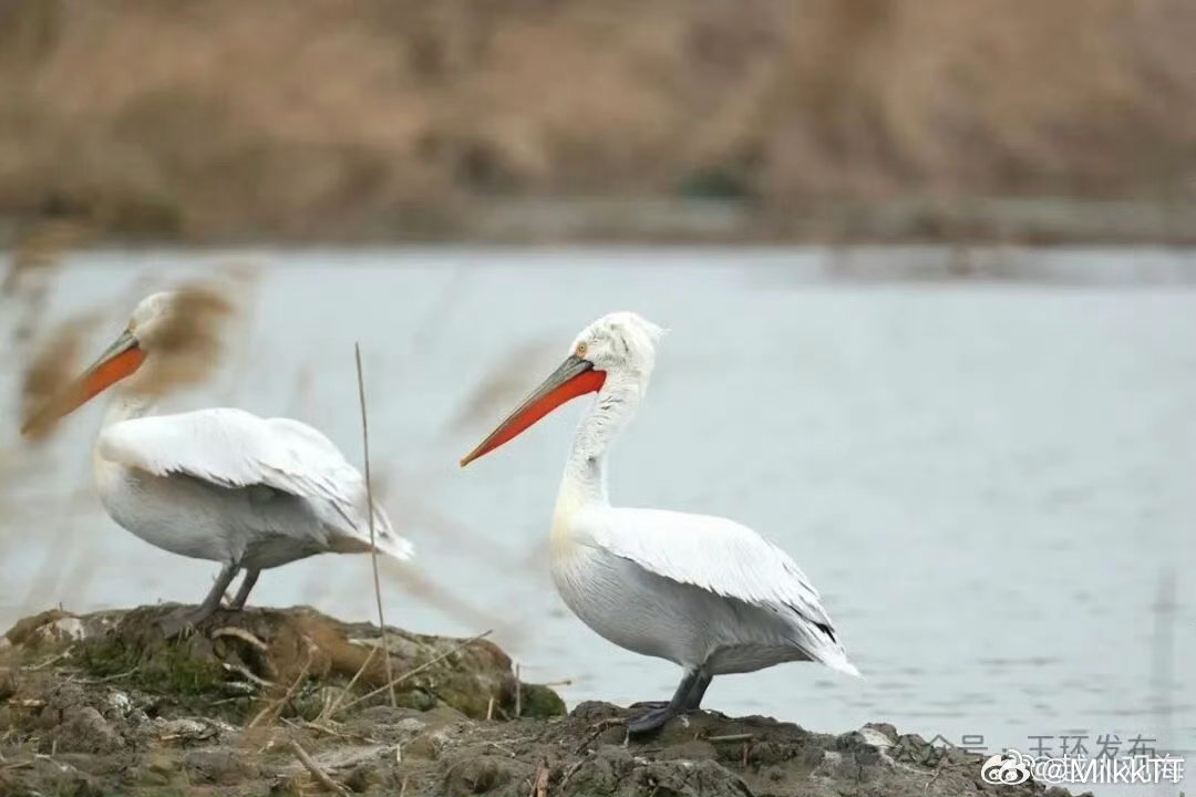 鸟中贵族连续12年赴约玉环湿地春日如约，贵客重逢！国家一级保护动物卷羽鹈鹕再度降