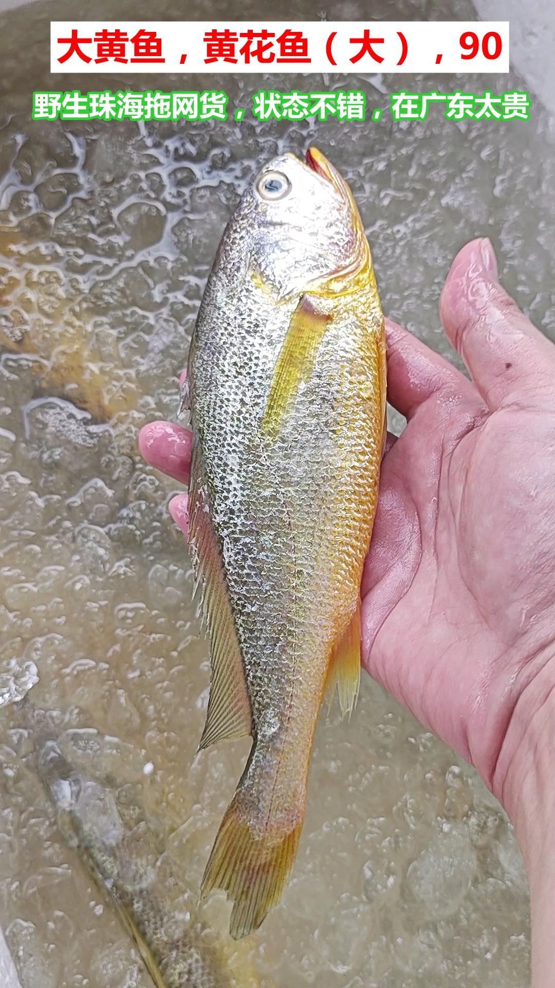 6种口粮鱼，价高到低，广州莲花山码头

广州莲花山码头，珠海海鲜，今天部分鲜度不
