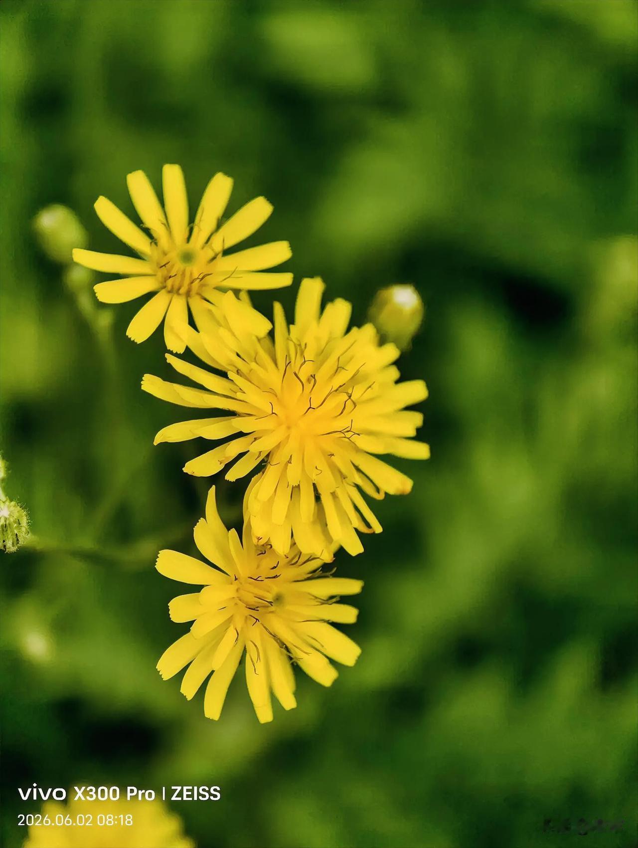 【原创\图文】

路边随手拍小花。
不起眼的小野花，也有高光时刻。
分享手机随手