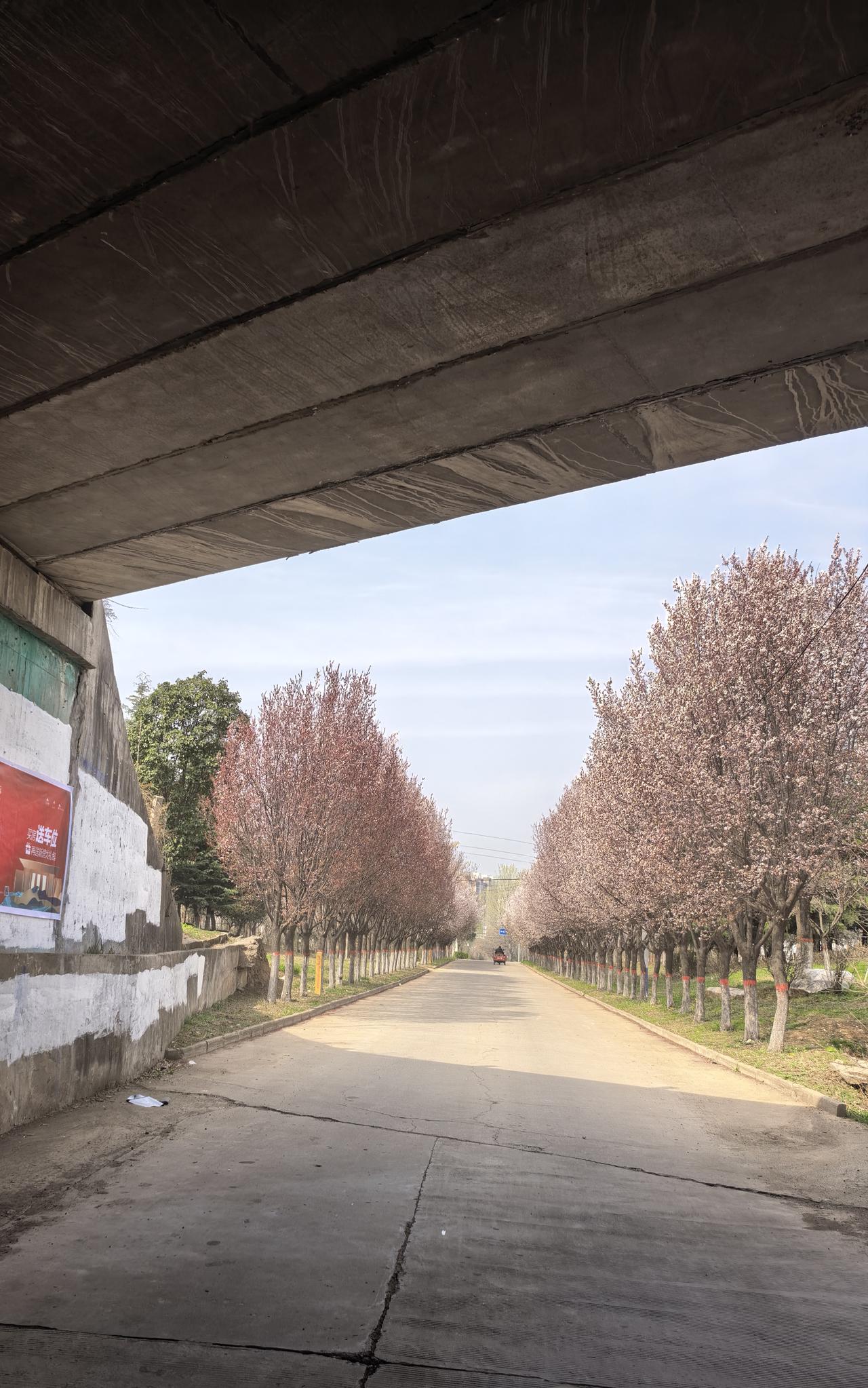 白蒿过后应该洋槐花上场了。早上开车在路上，发现了一排洋槐花快要开了，花骨朵的颜色