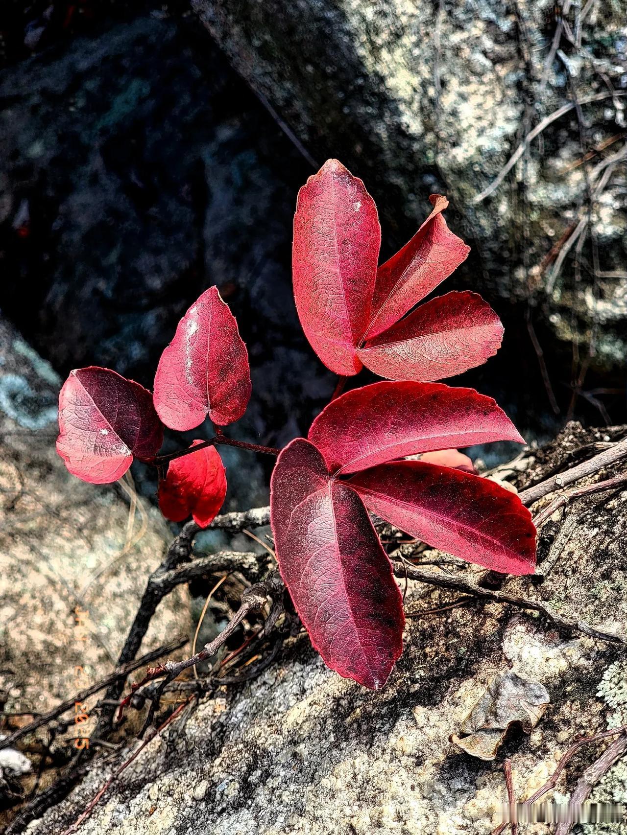 霜叶红于二月花