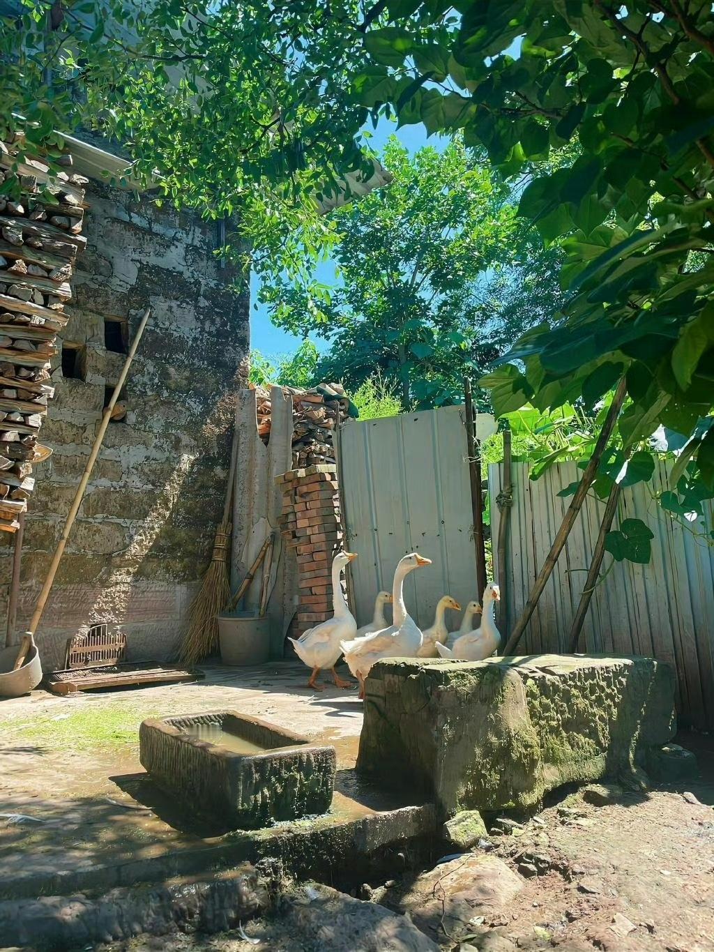 老家能够治愈所有的不开心。