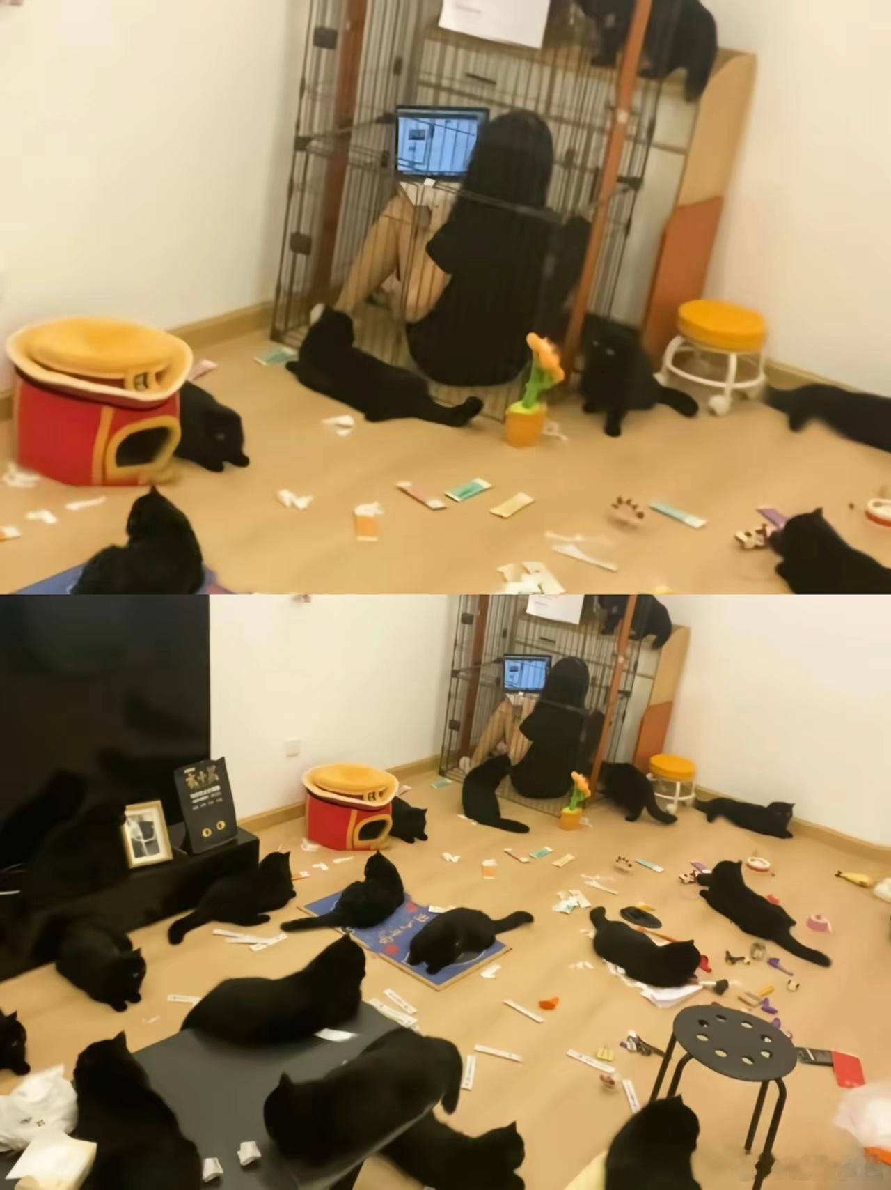 网友：关了之超安静的，后来才知是修炼成精的 ​​​