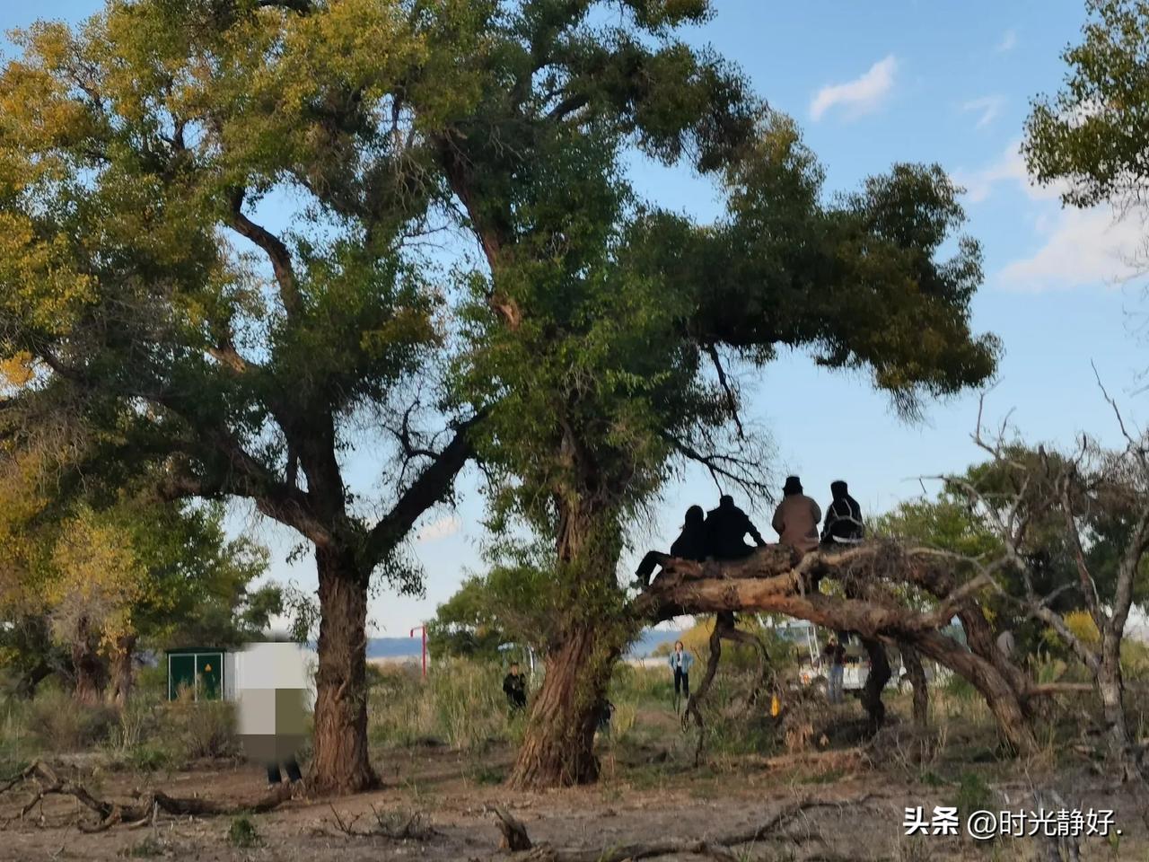 昨天，在乌尔禾的原始胡杨林里看胡杨时，遇到几个“显眼包”，好好的人不当，偏要当猴