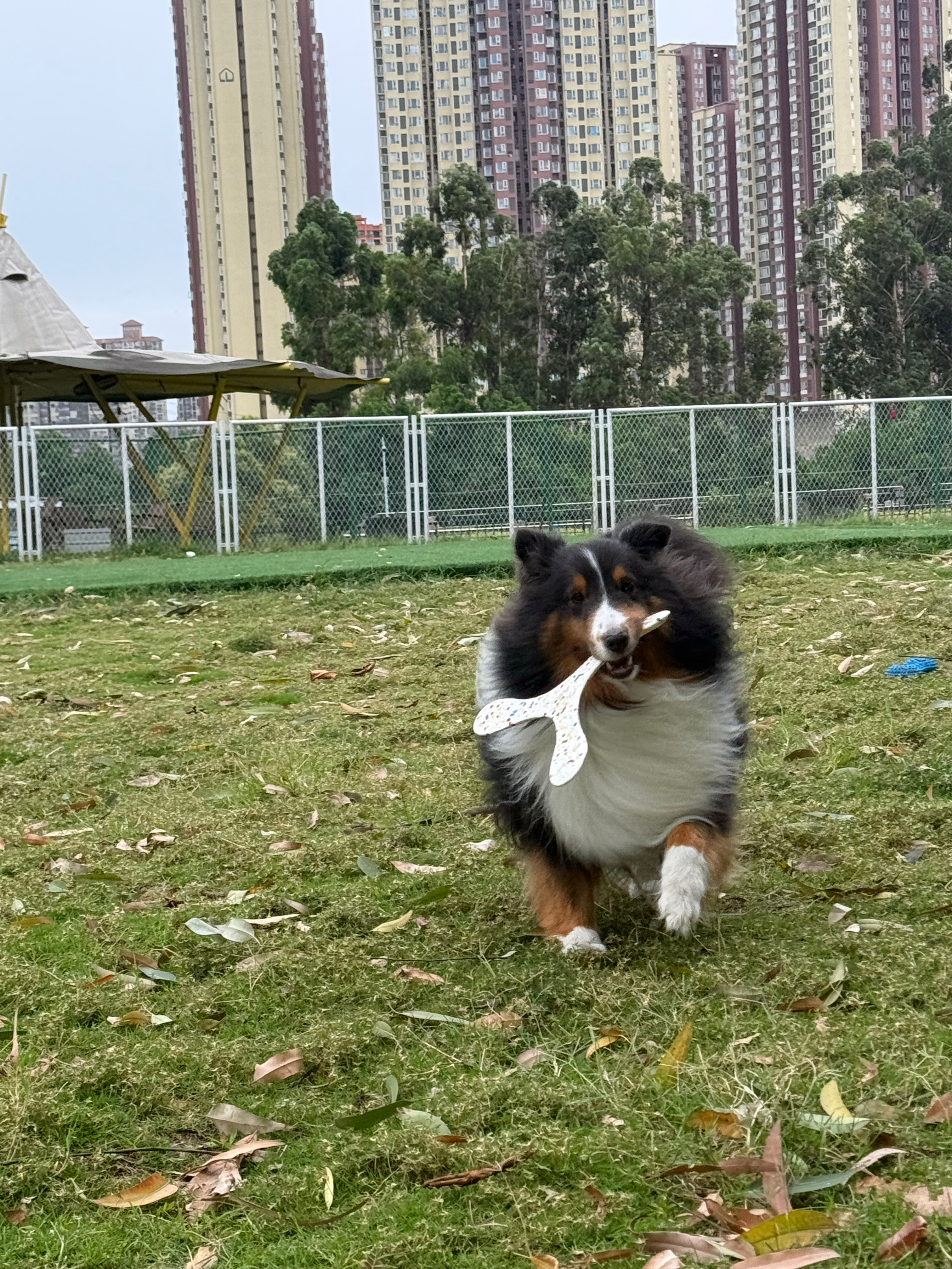 一个顺拐，一个傻乐…… 