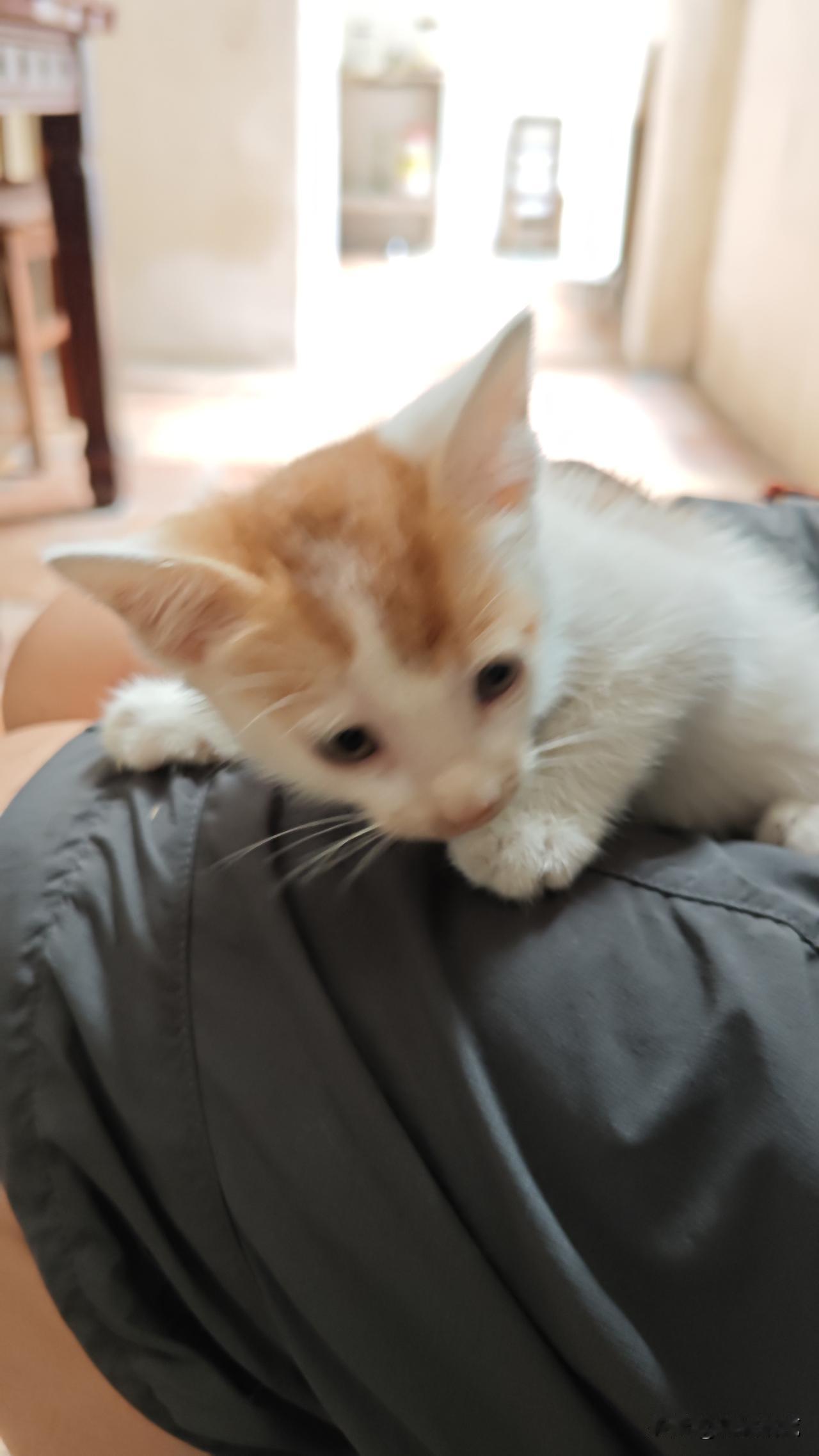 养小猫真心有学问，一步做错，直接养出流浪猫的性格！
 
家里猫咪生了一窝小猫，算