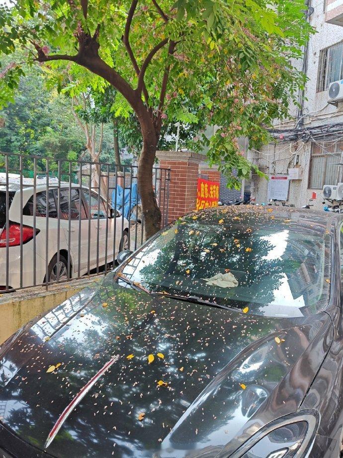 杨桃花撒了一车