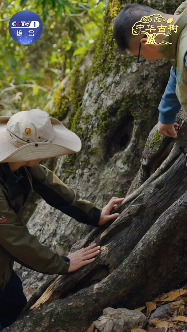 跨越千年的植树接力中国人爱种树已刻进DNA四川翠云廊，151公里浓荫蔽日。种下第