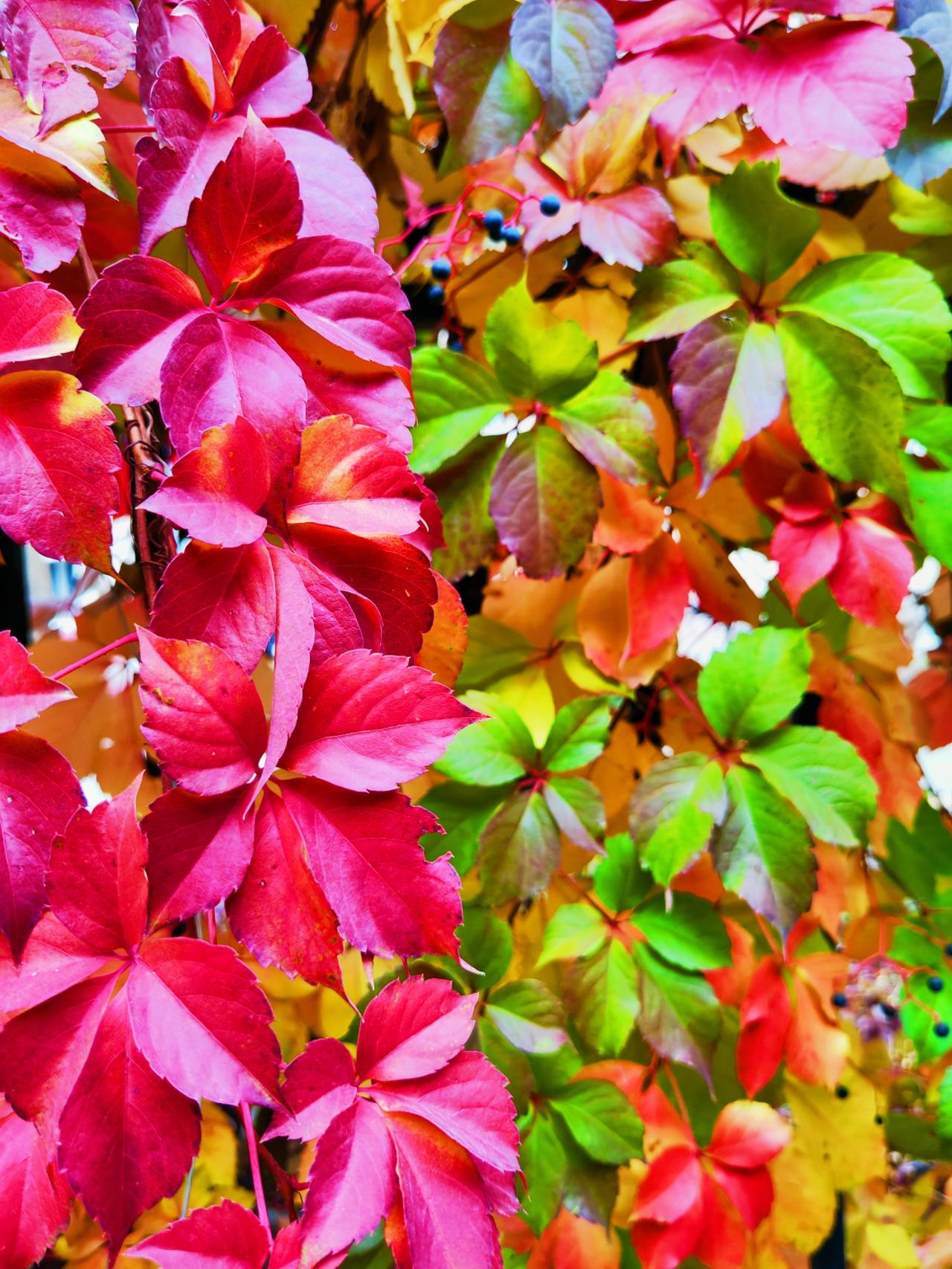 晚秋时节，新疆库尔勒迎来色彩浓烈的秋，那一墙墙的爬山虎都换上了五彩斑斓的“服装”