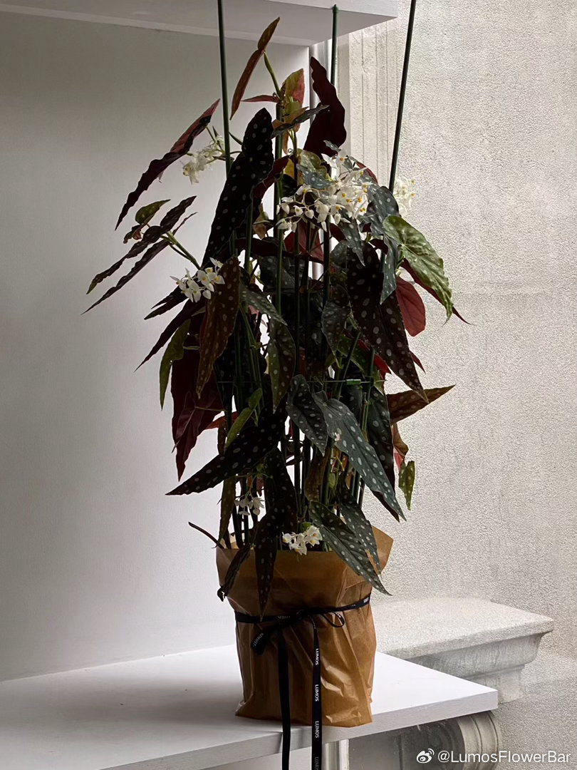 鳟鱼秋海棠✨lumos植物系列 ​​​