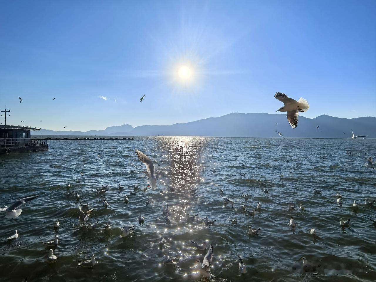 晒图笔记大赛冬日鸥影