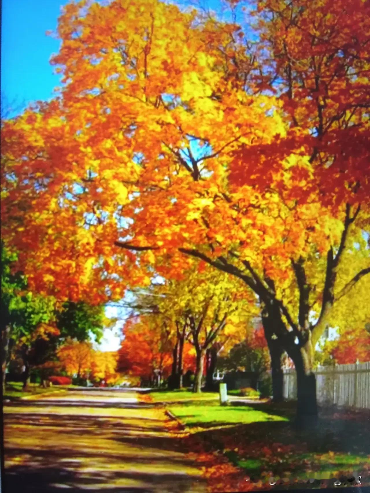 上联:欲滴菊花露
下联:将燃枫叶霜
横批:天地清霜
