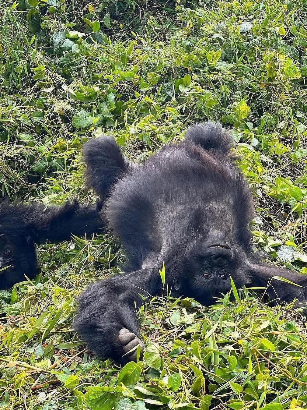 卢旺达追猩猩！分享一组有灵性的大兄弟