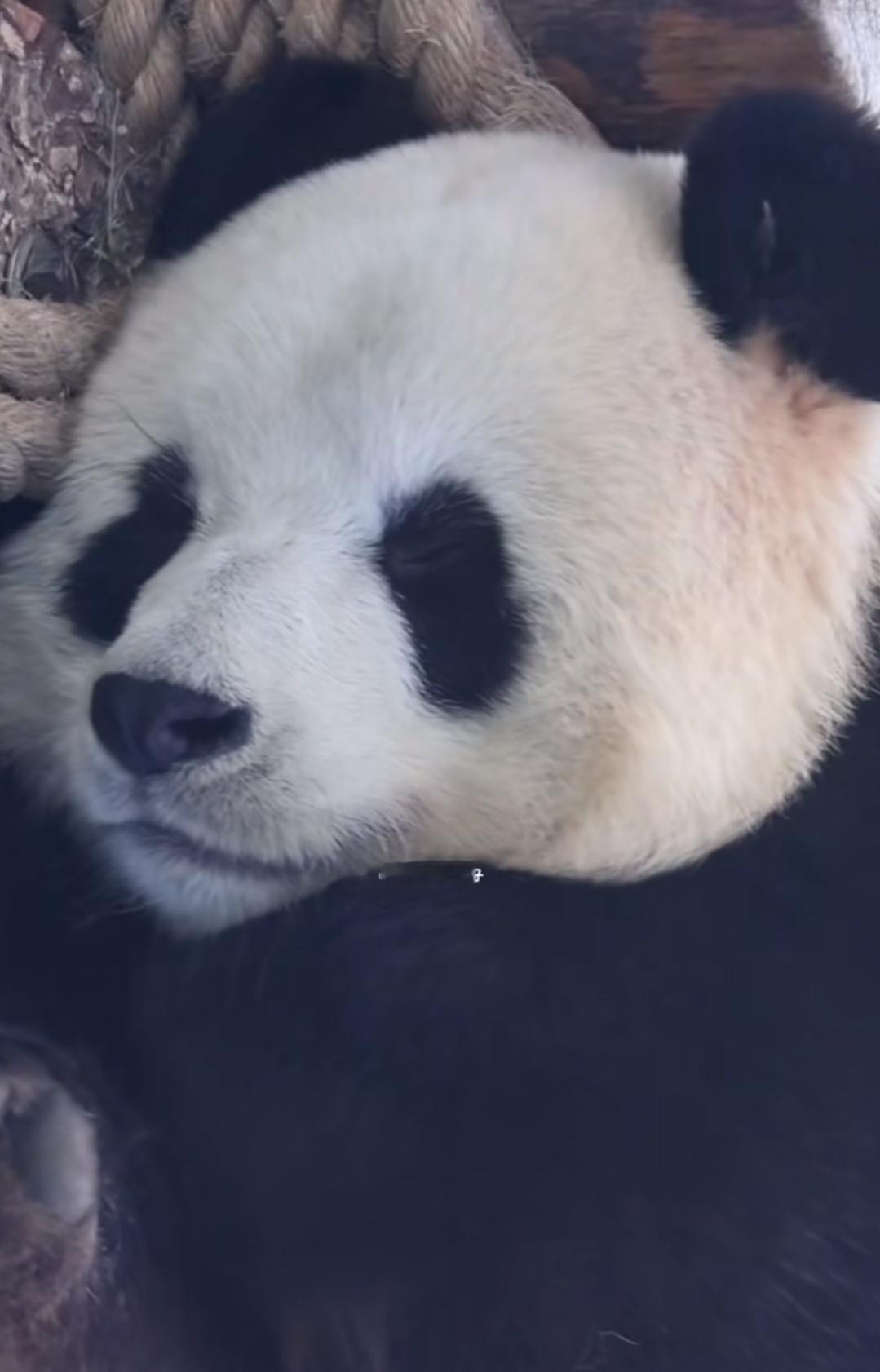 它真的好像小宝宝哦！！！（图源水印） ​​​