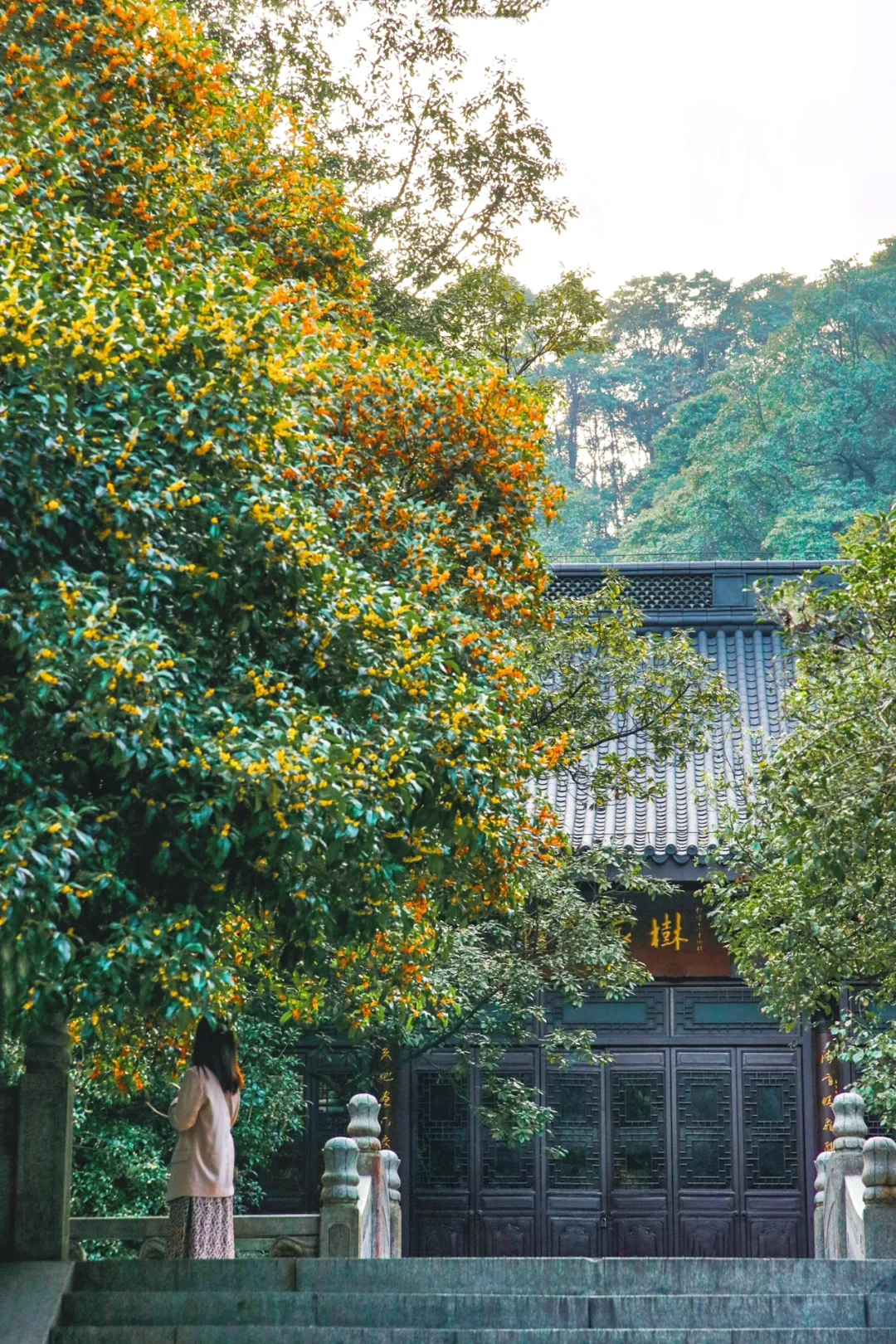 比起满觉陇，我更推荐这9️⃣个赏桂宝藏地