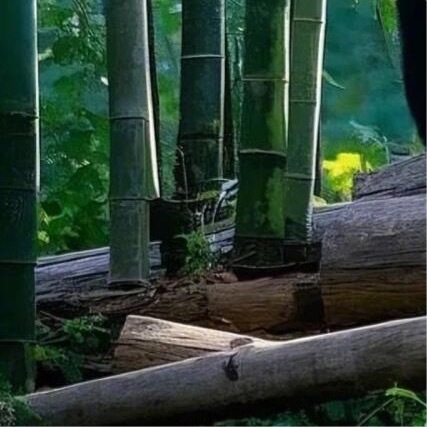 熊猫守护者[超话]  💫阳光信用  💫熊猫守护者‬ 只有热爱生命，善于动脑的