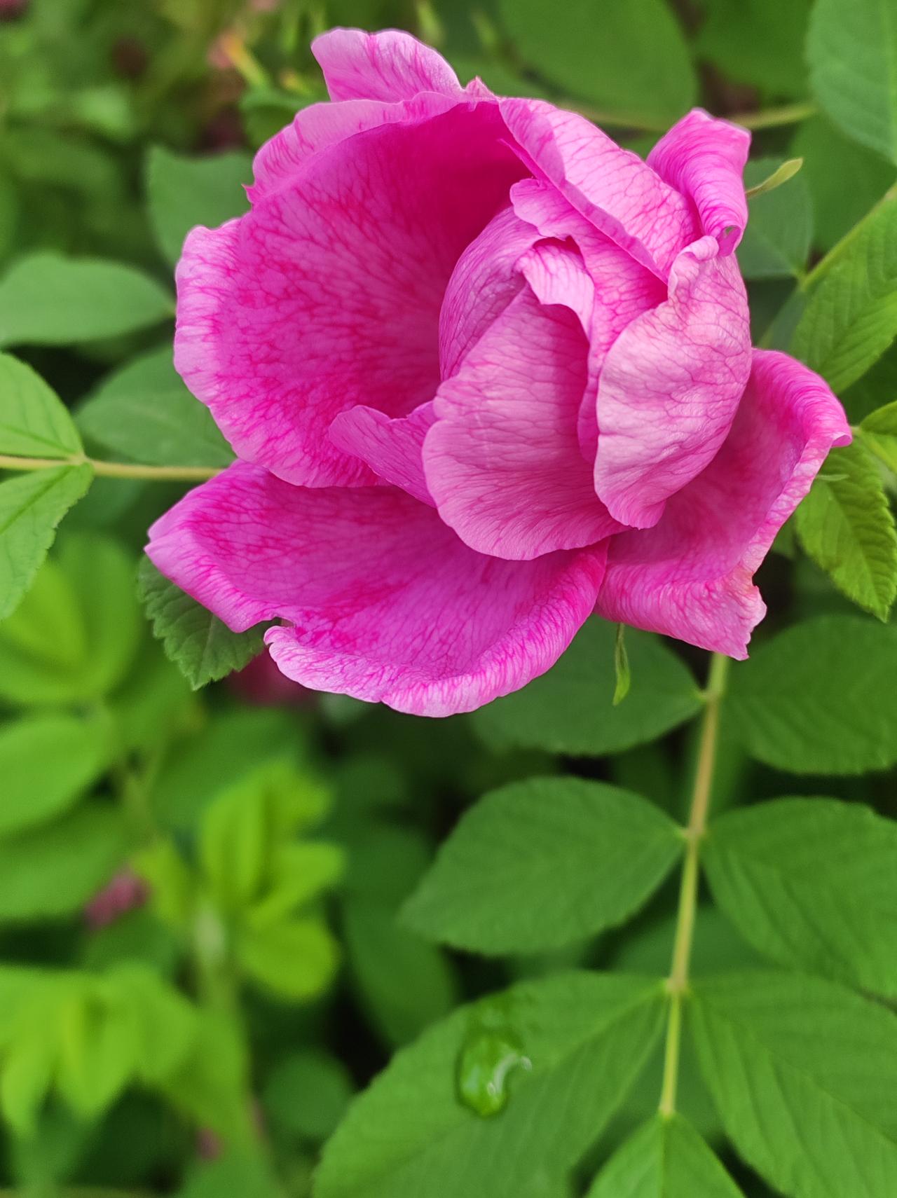 春天的最后一个节气——谷雨

今日谷雨，恰好昨晚下了一夜的雨。早上起来最想干的事